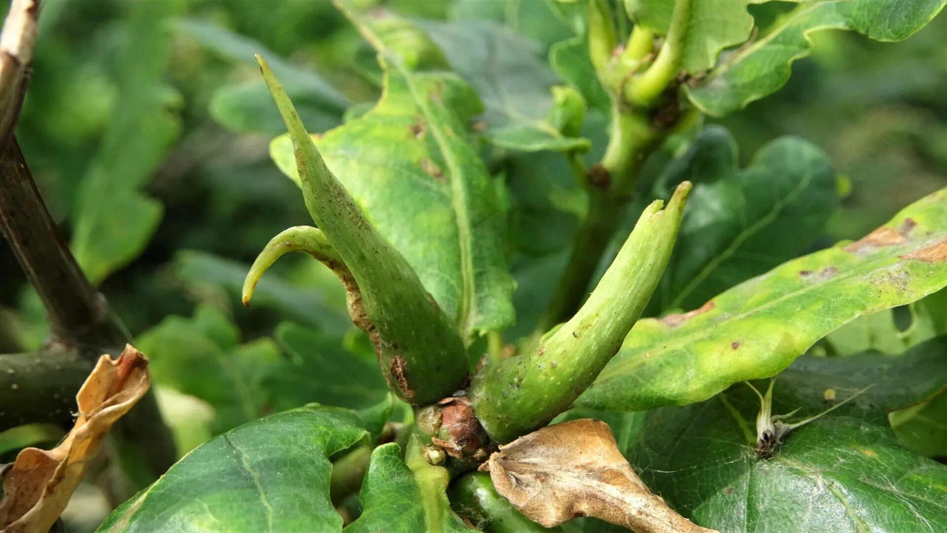 Ram's-horn Gall 