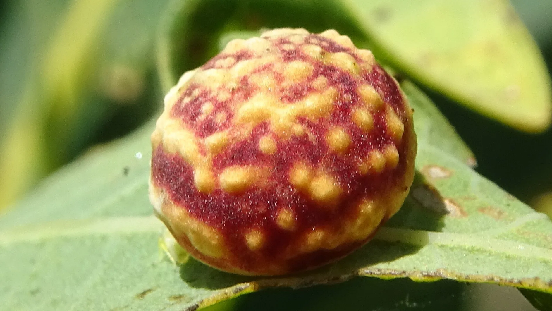 Striped Pea Gall