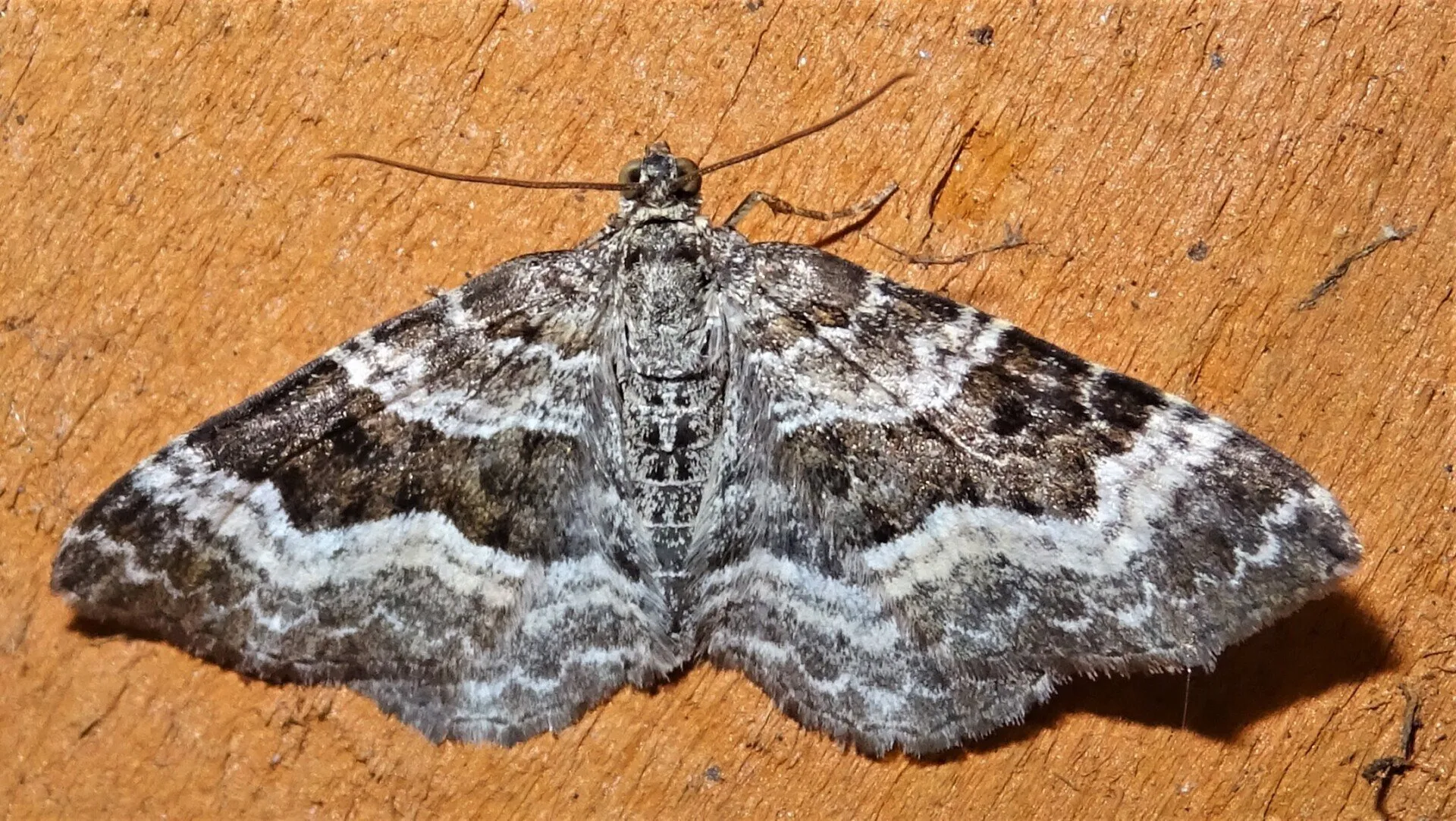 Common Carpet 