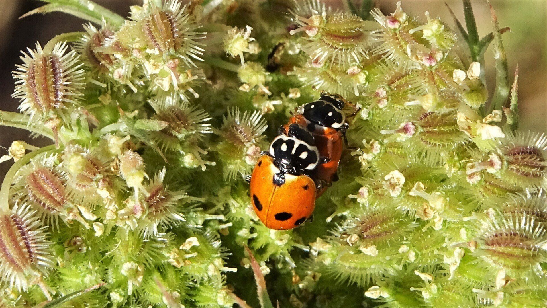 Adonis Ladybird