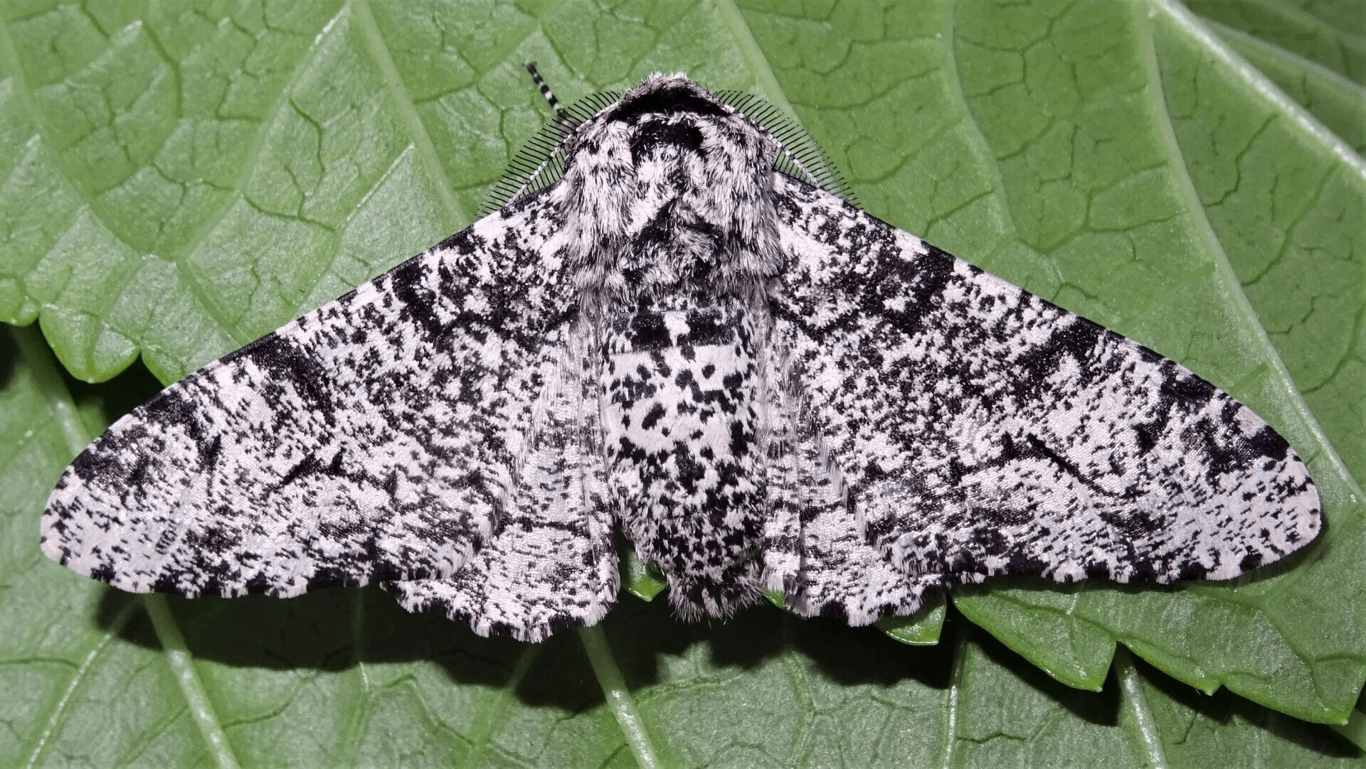 Peppered Moth 