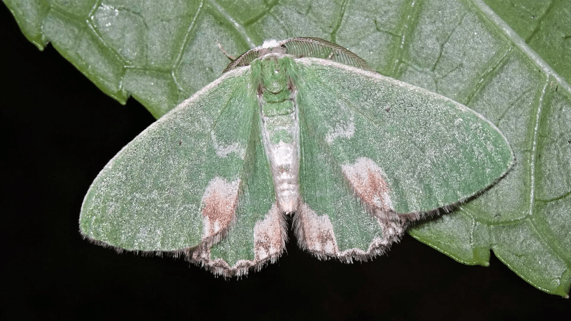 Blotched Emerald