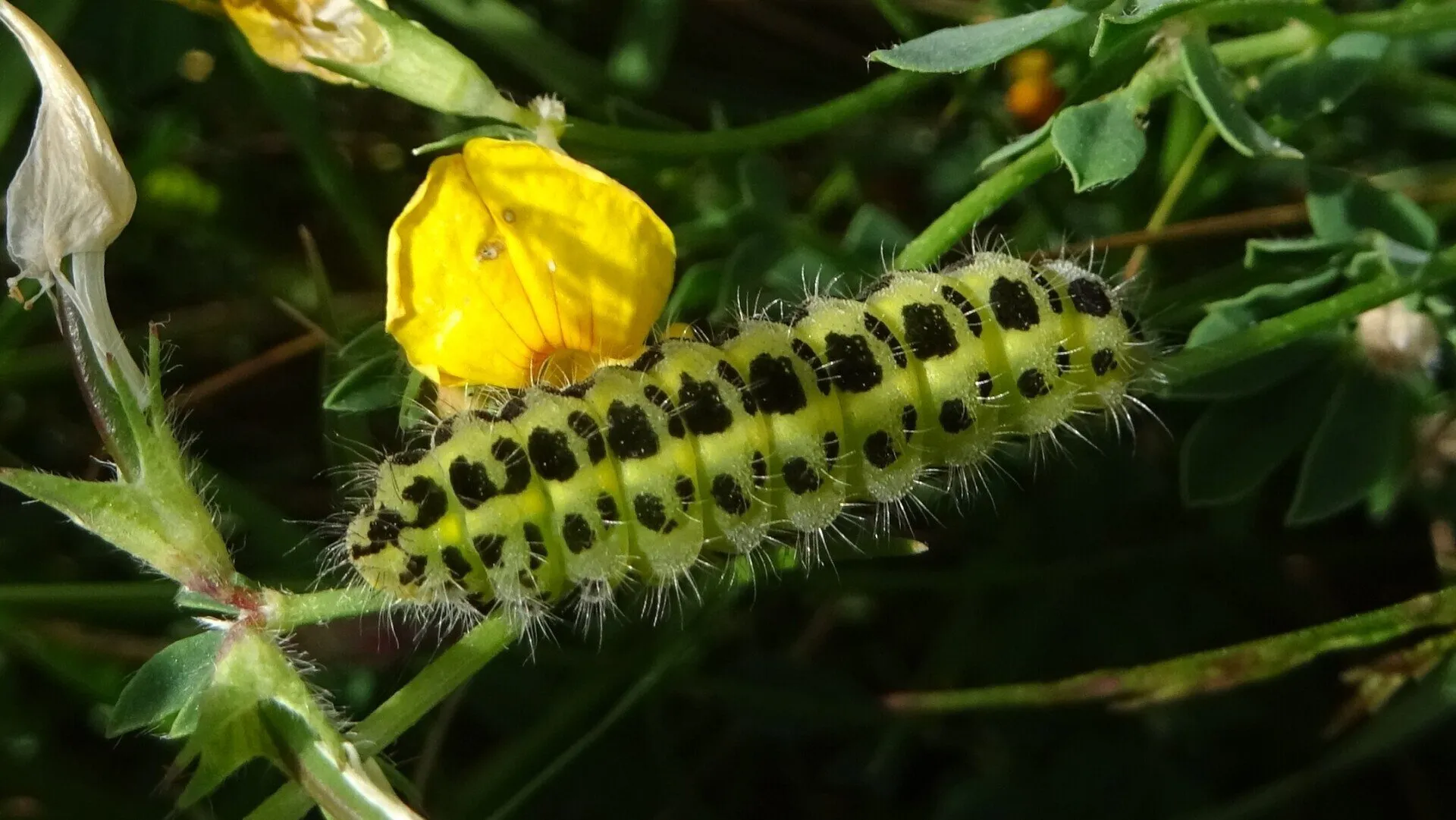 caterpillar