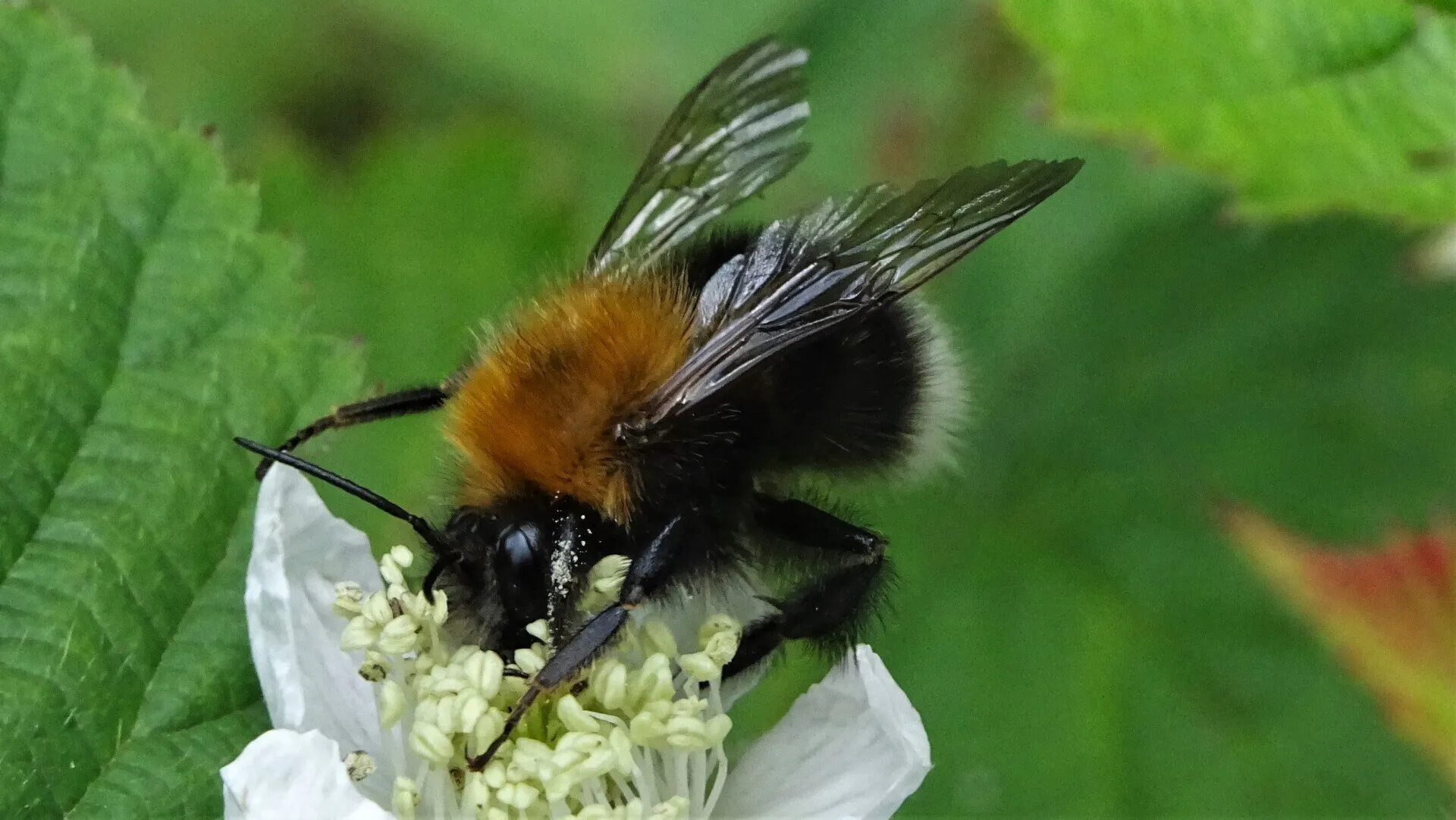 Leafcutter Bee 