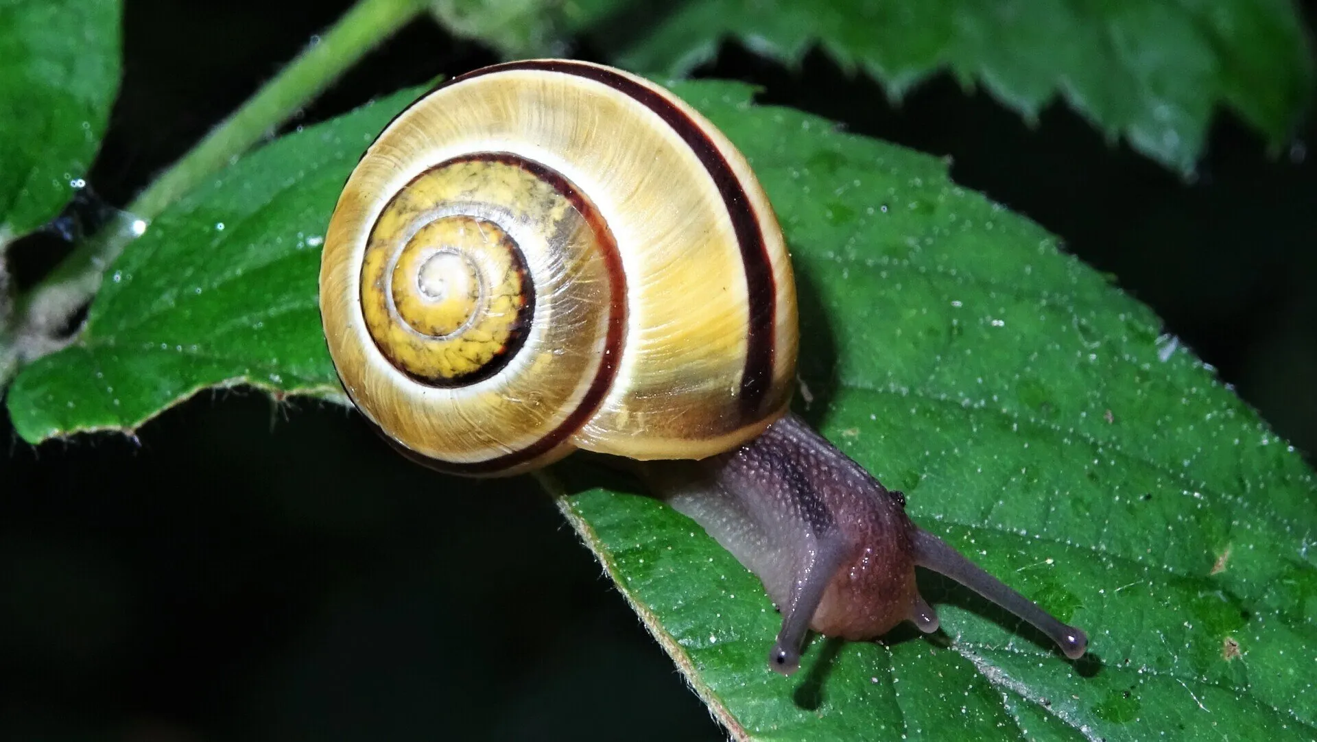 White-lipped Snail 