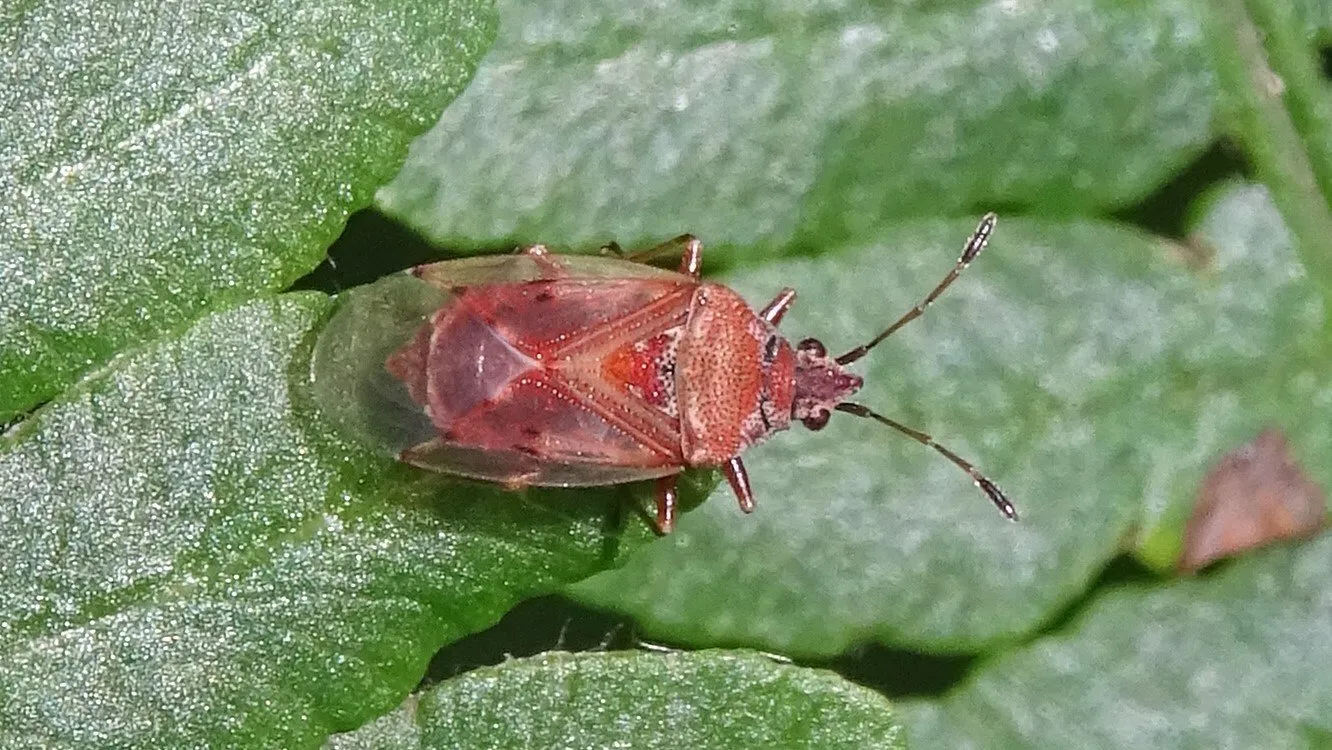 Birch Catkin Bug