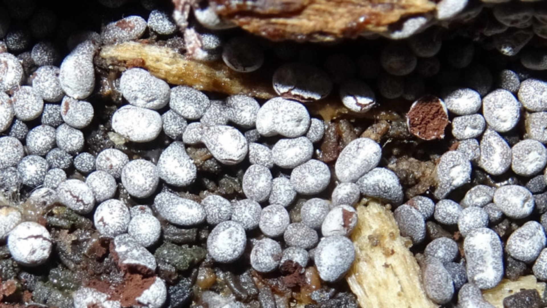 Slime Mould
Badhamia panicea