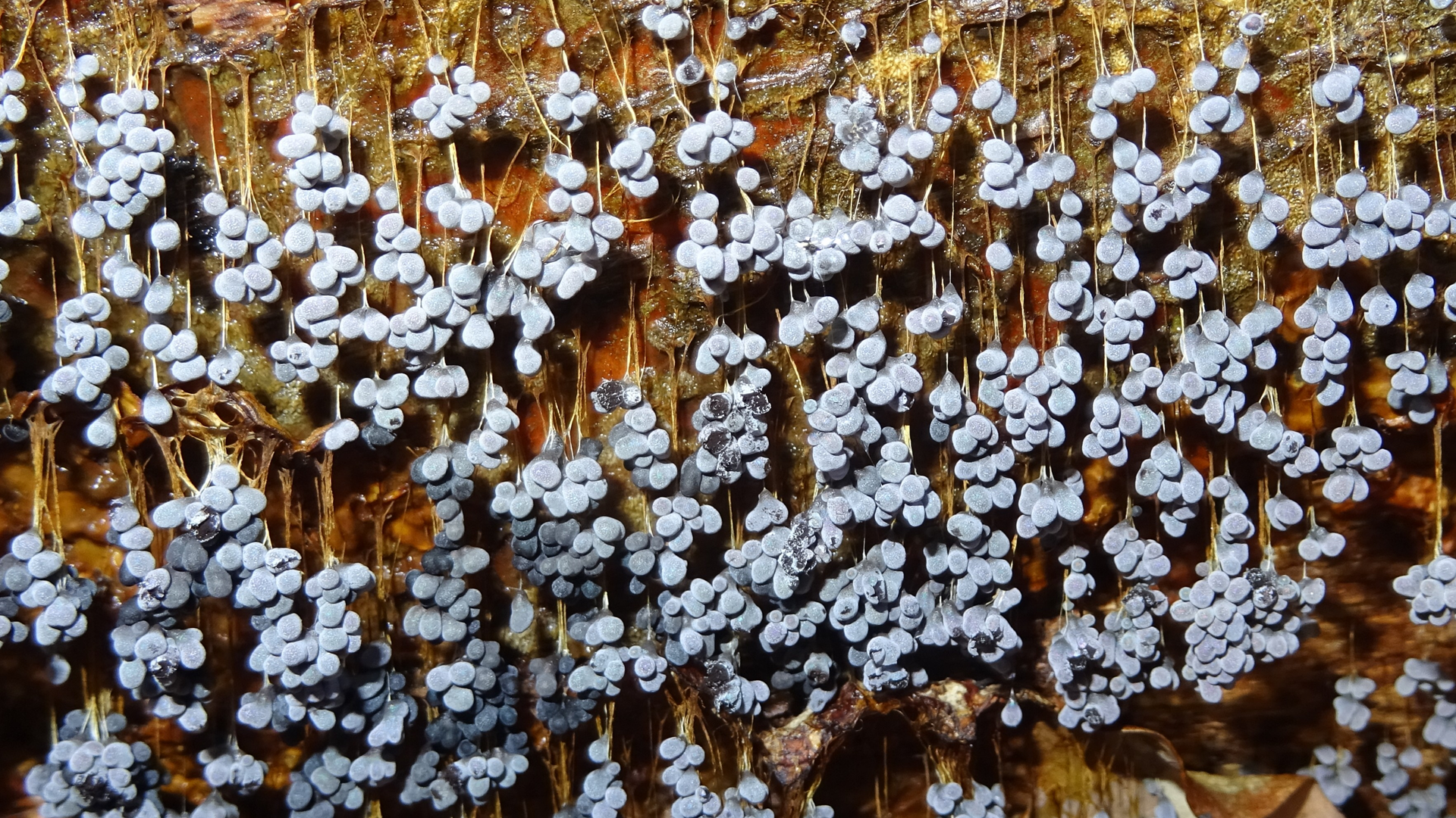 Hanging Bladder Slime Mould
Badhamia utricularis