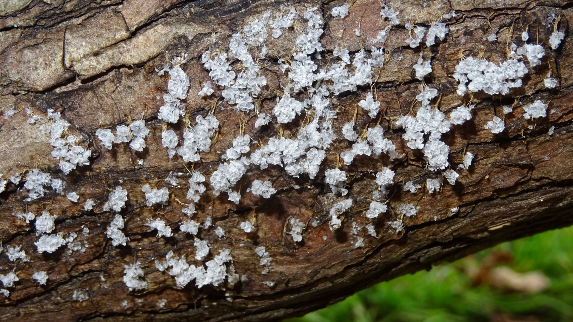 Hanging Bladder Slime Mould
Badhamia utricularis
