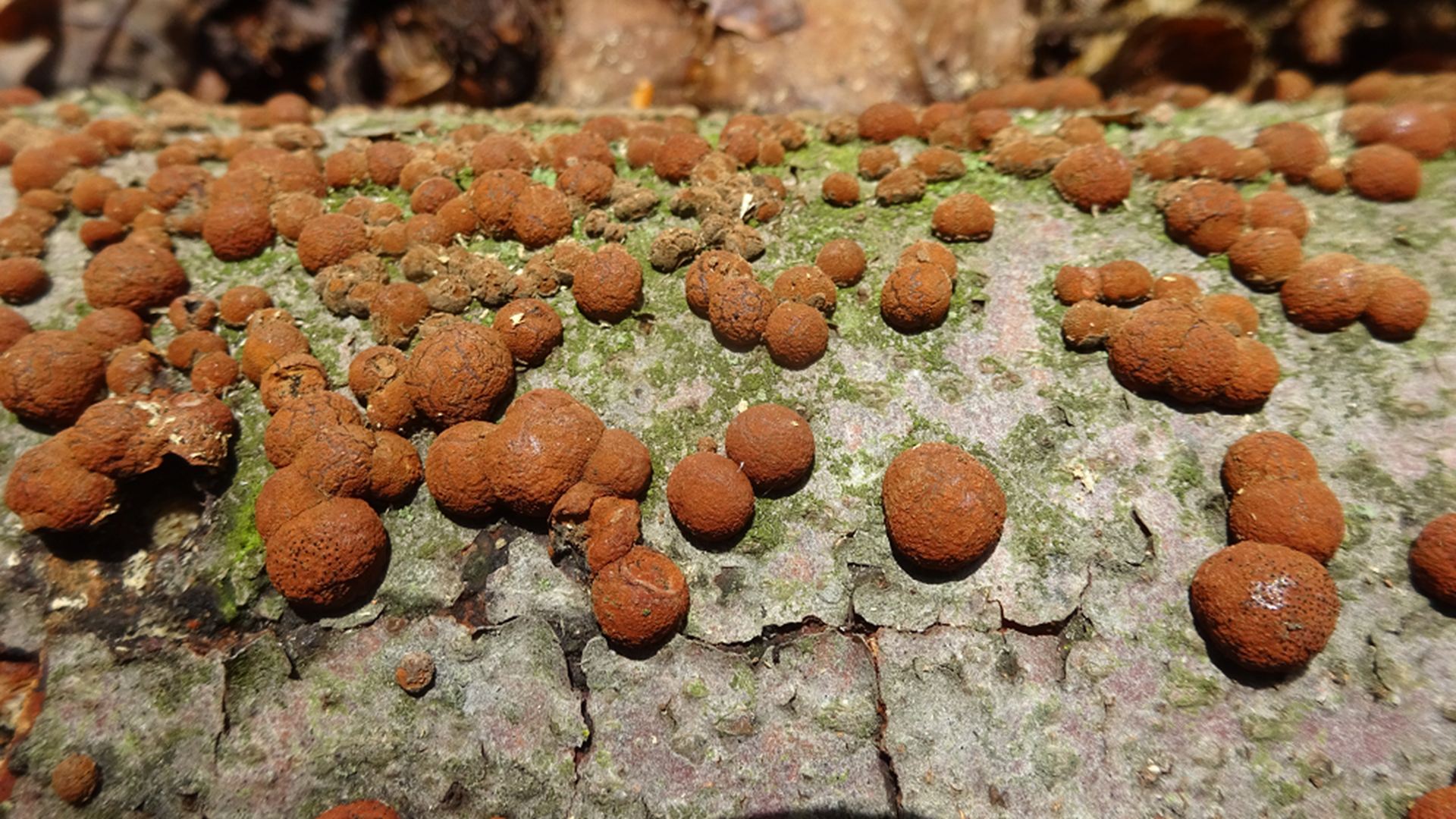 Beech Woodwart
Hypoxylon fragiforme
