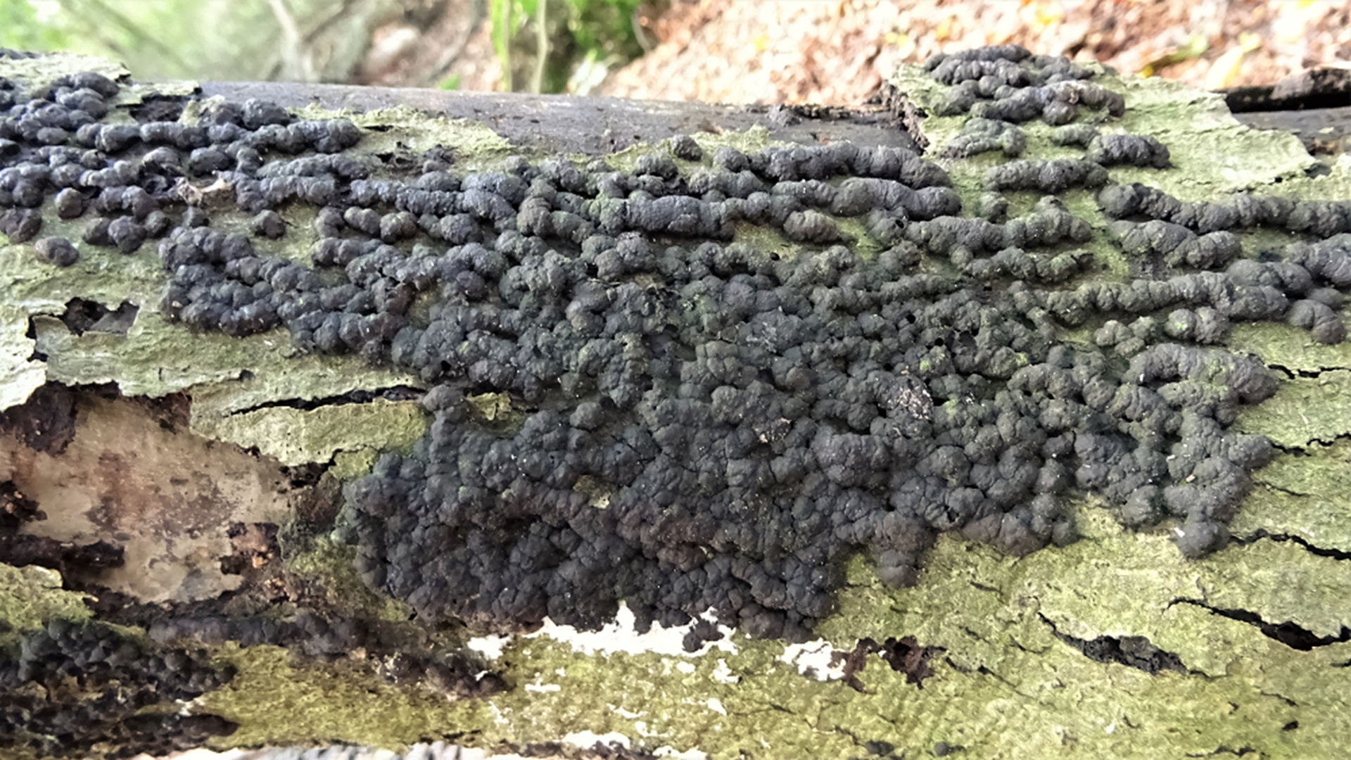Beech Woodwart
Hypoxylon fragiforme