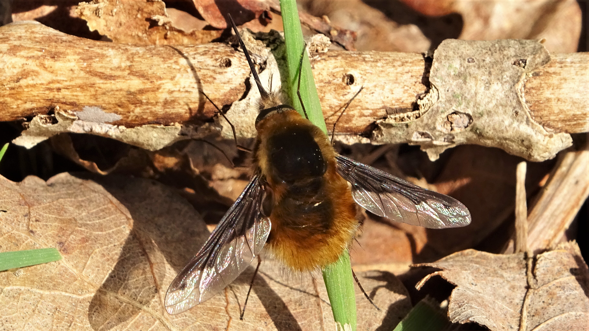 Dark-edged Bee-fly