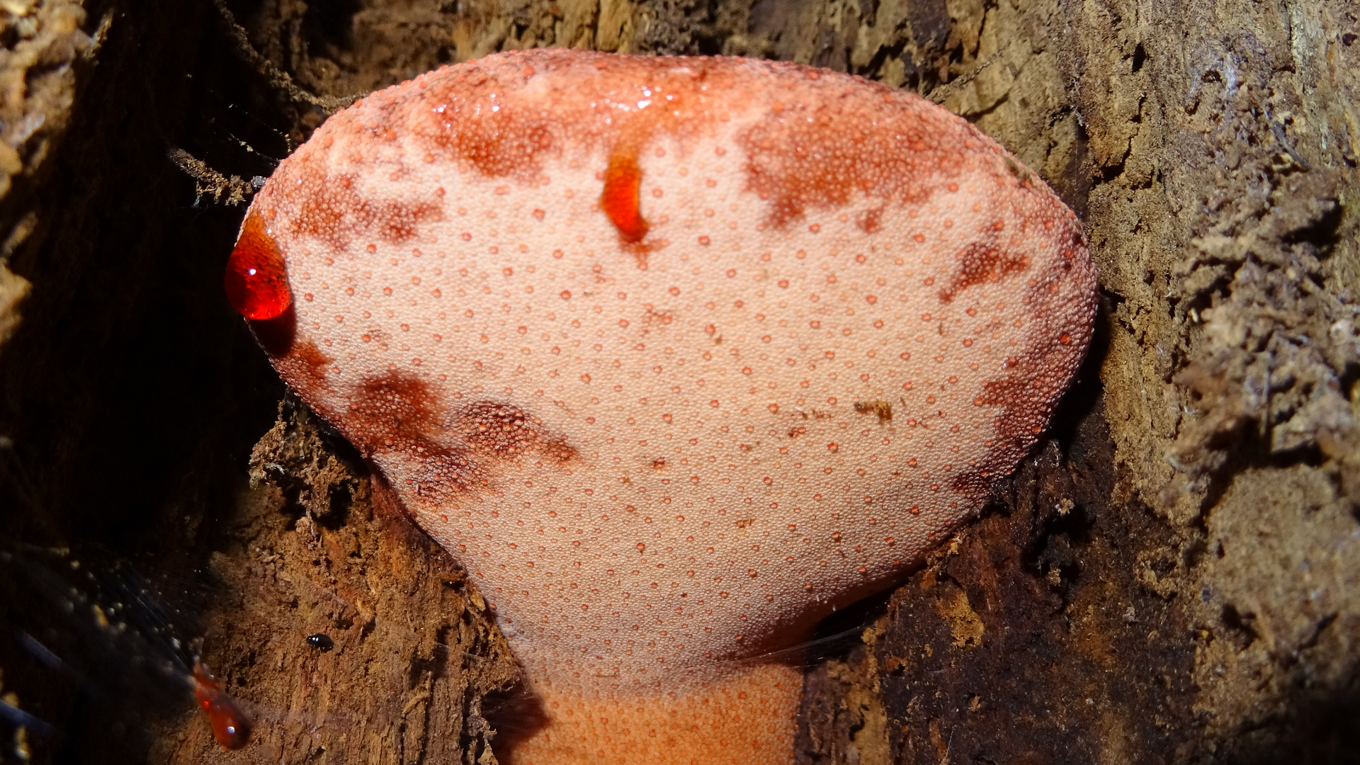 beefsteak fungus