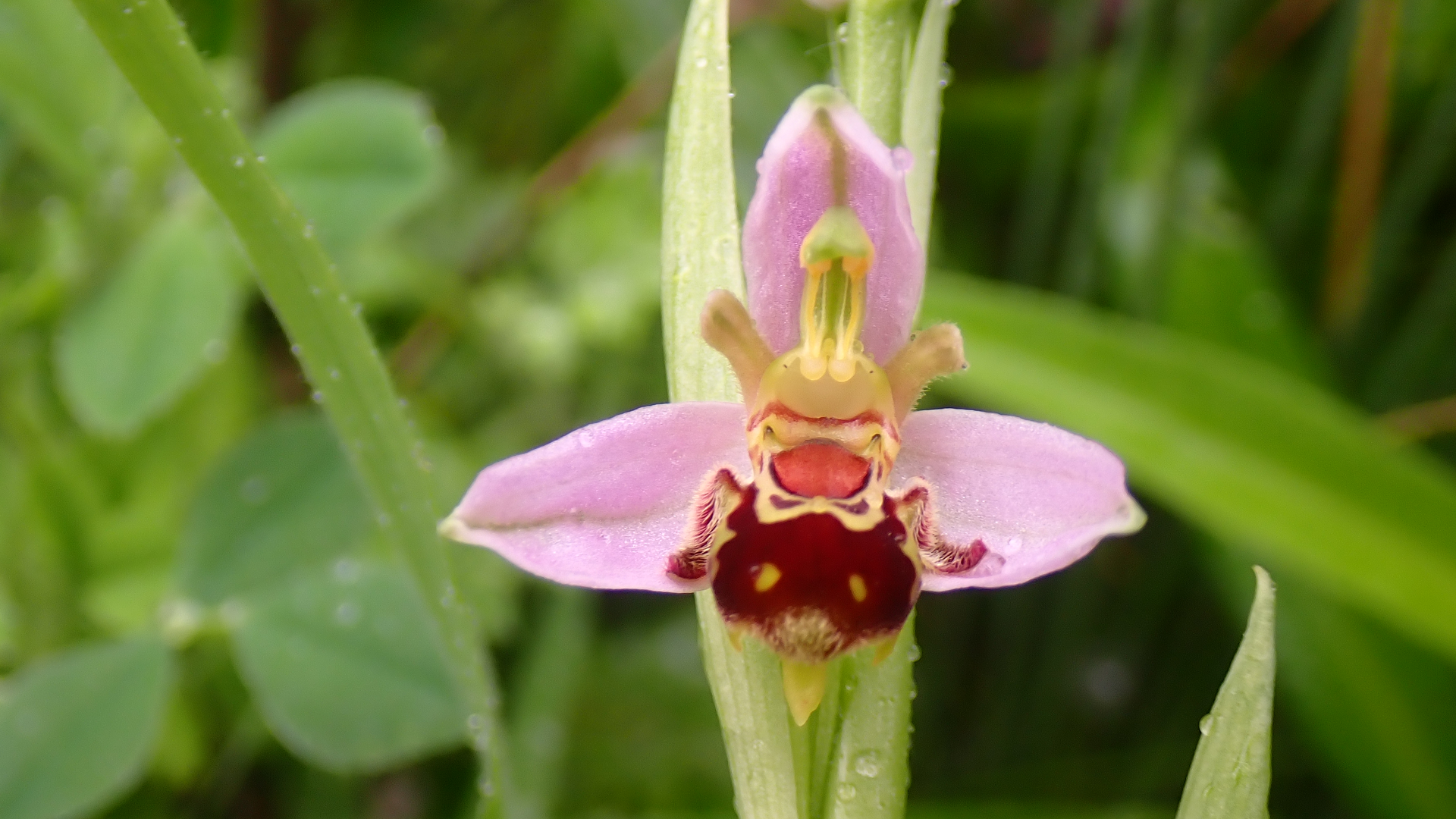 Bee Orchid