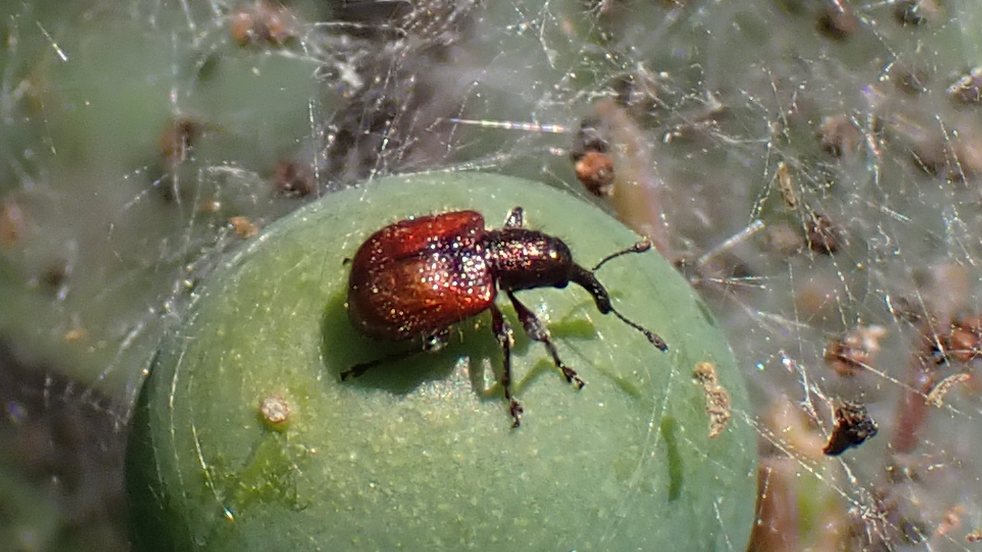 Tatianaerhynchites aequatus
