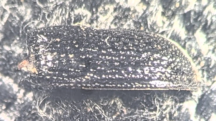 Tatianaerhynchites aequatus
