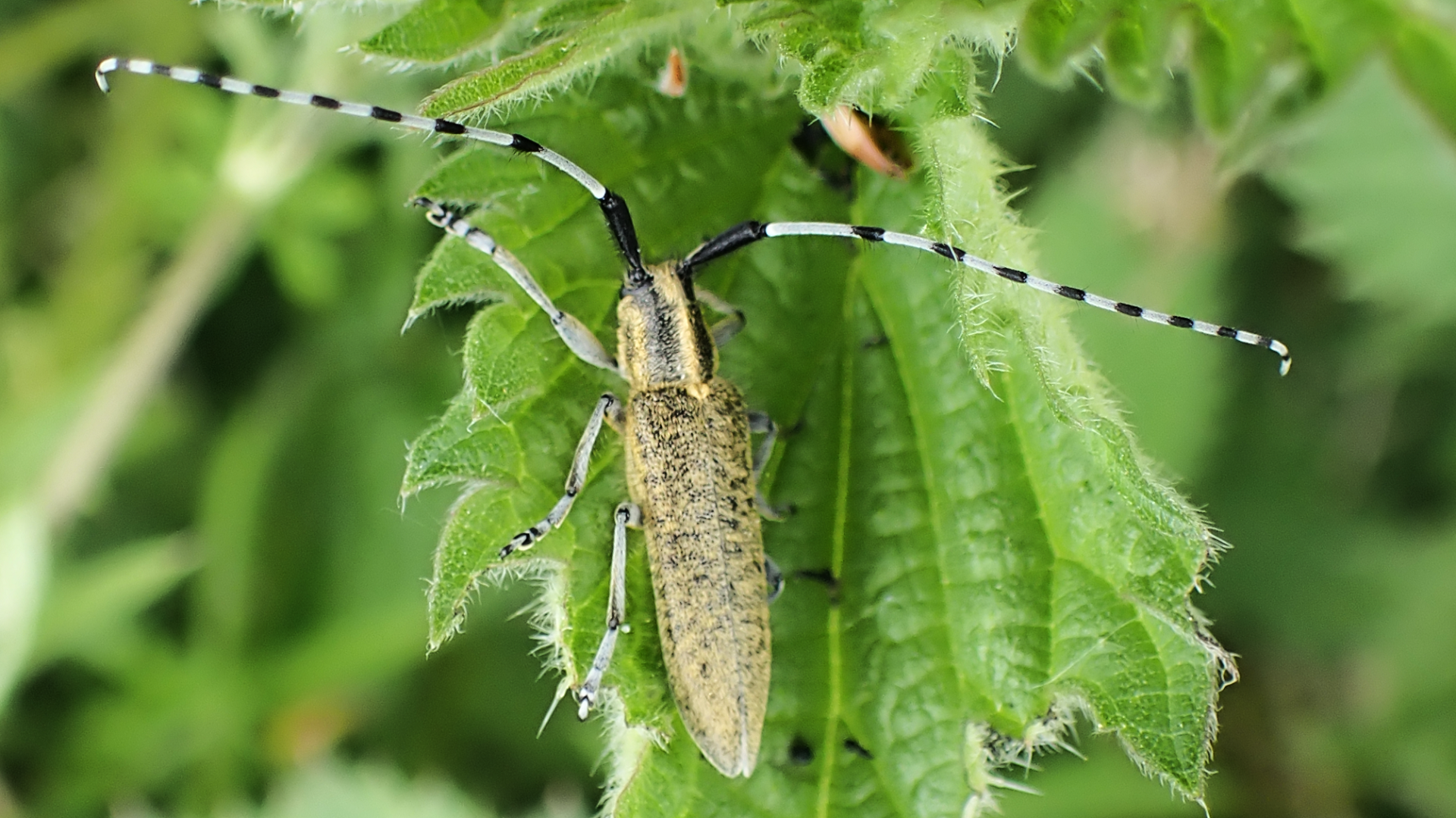 Golden-bloomed Grey Longhorn
Agapanthia villosoviridescens
