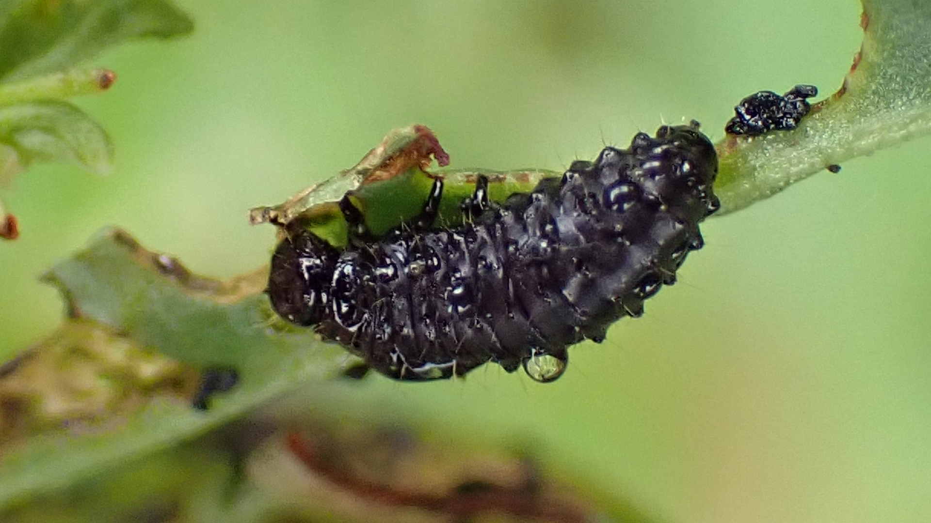 Green Dock Beetle
Gastrophysa viridula