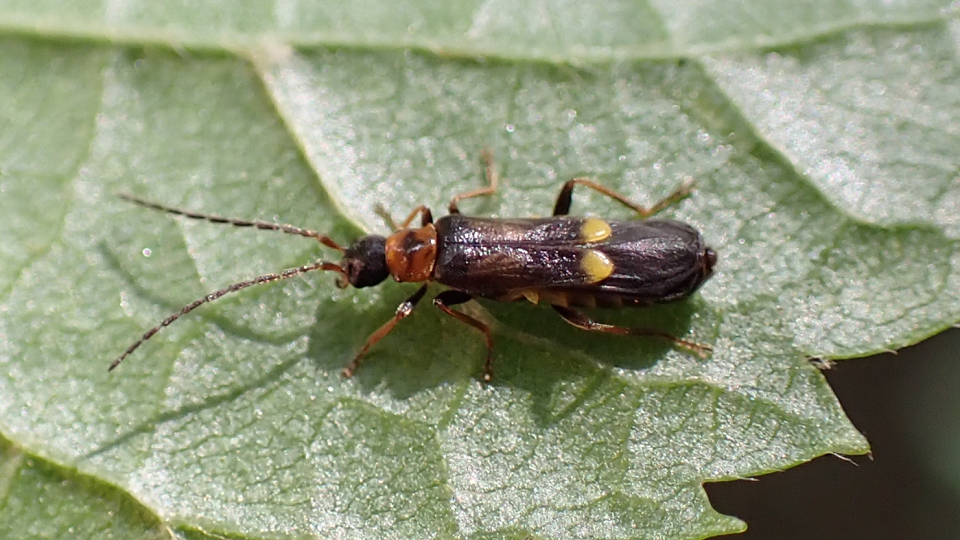 Soldier Beetle
Malthodes minimus