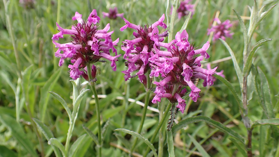 Betony
Betonica officinalis