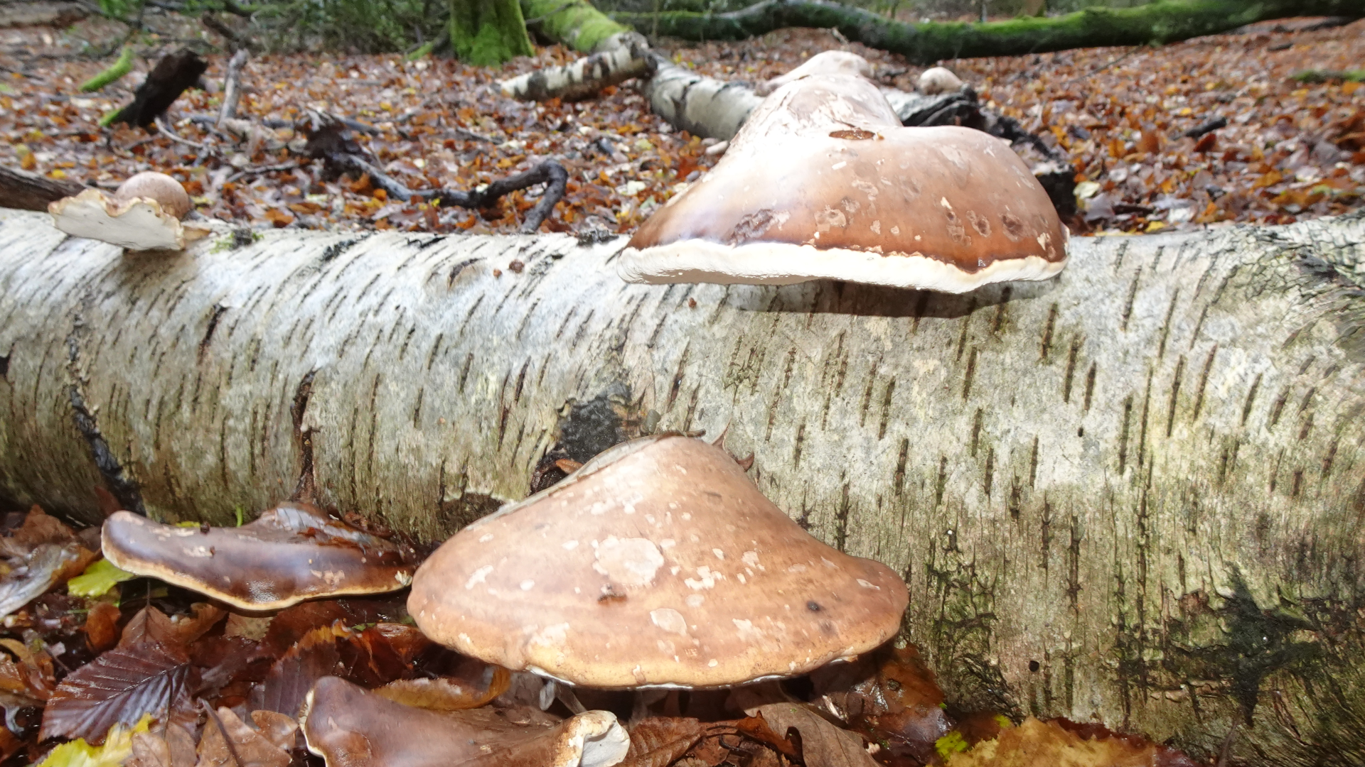 Birch Polypore
Fomitopsis betulina