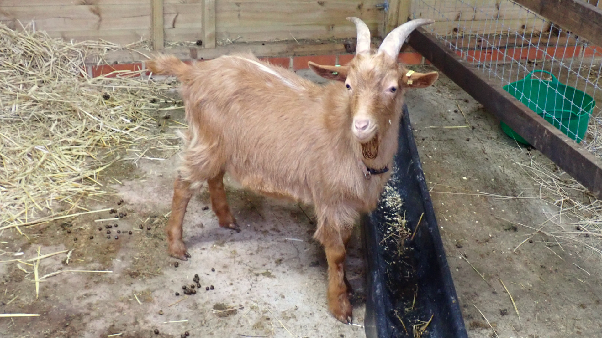 golden guernsey goat