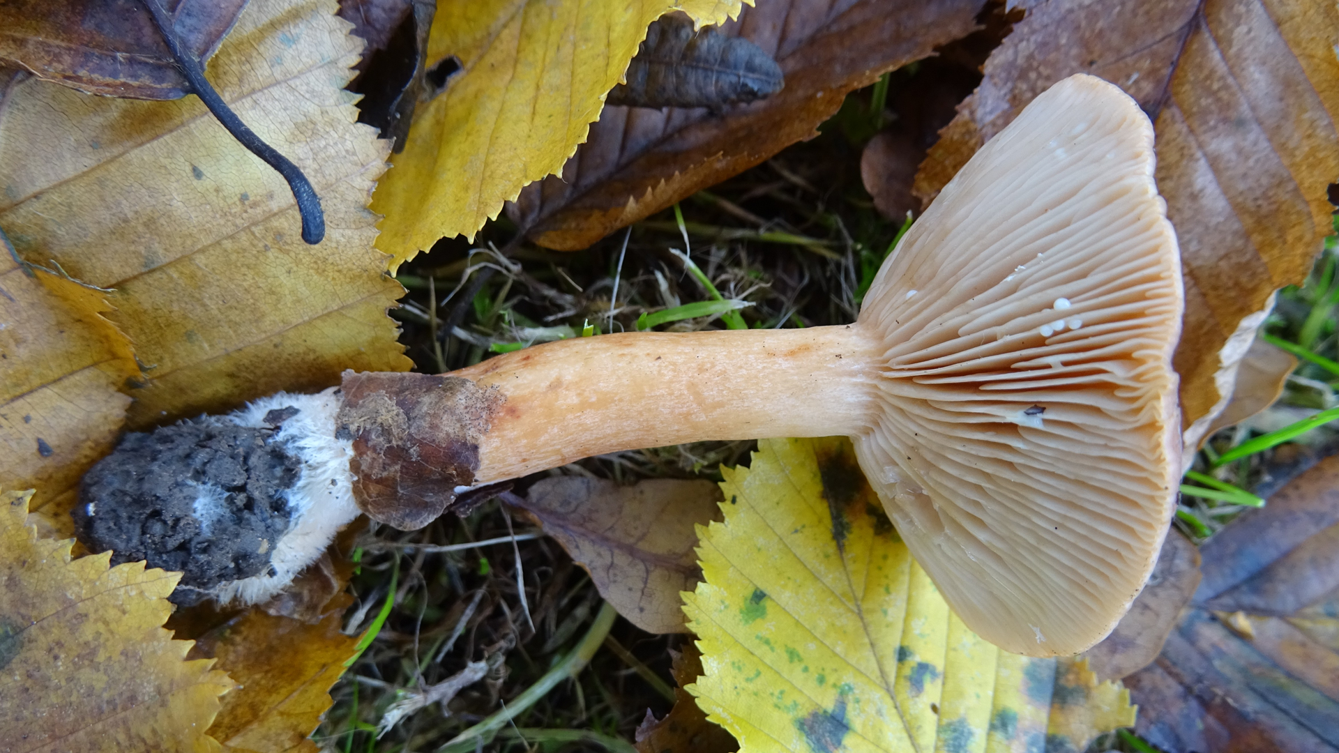 Birch Milkcap
Lactarius tabidus