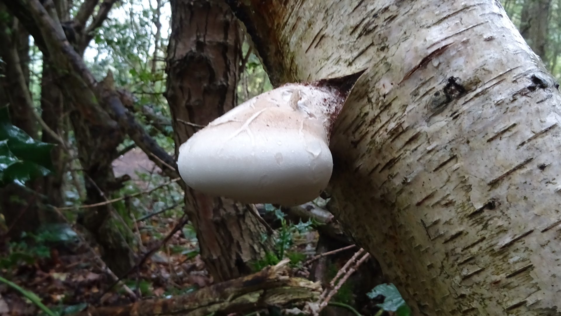 Birch Polypore
Piptoporus betulinus
Fomitopsis betulina