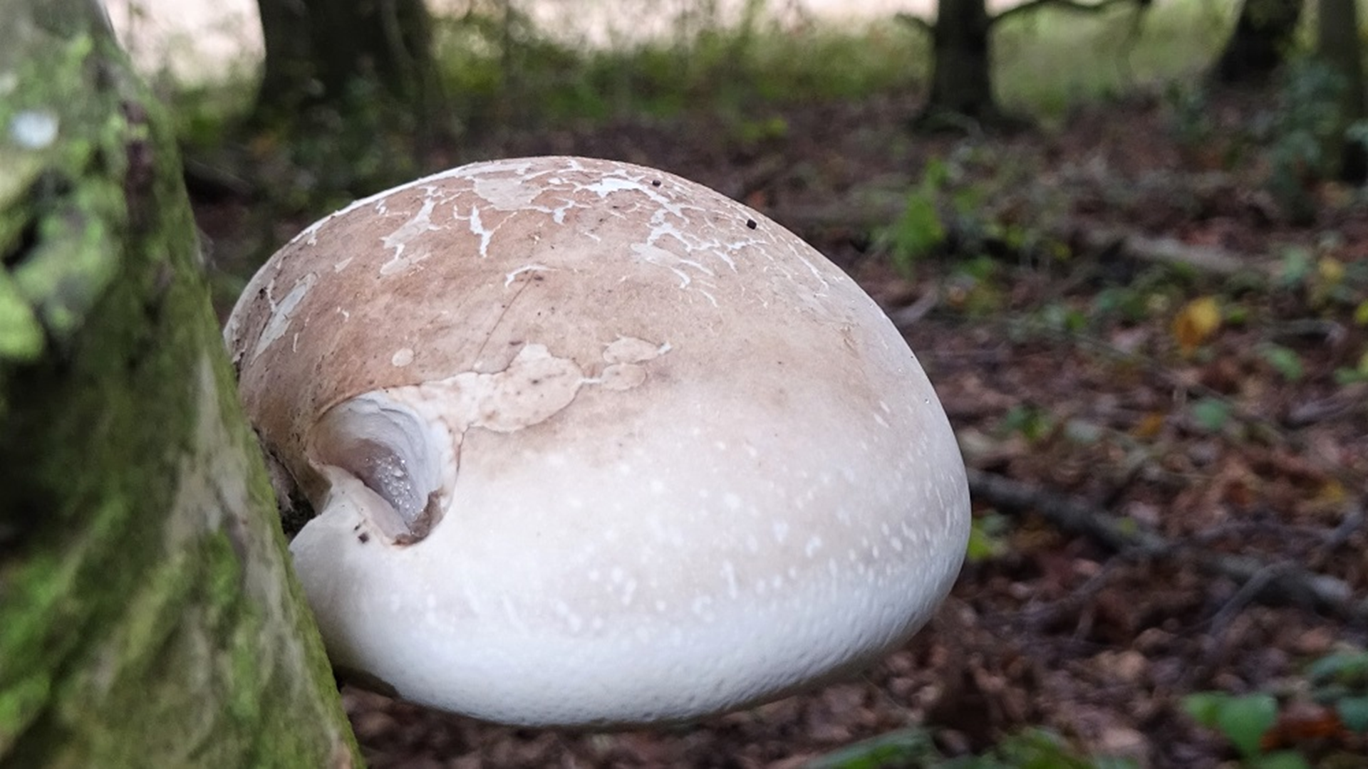 Birch Polypore
Piptoporus betulinus