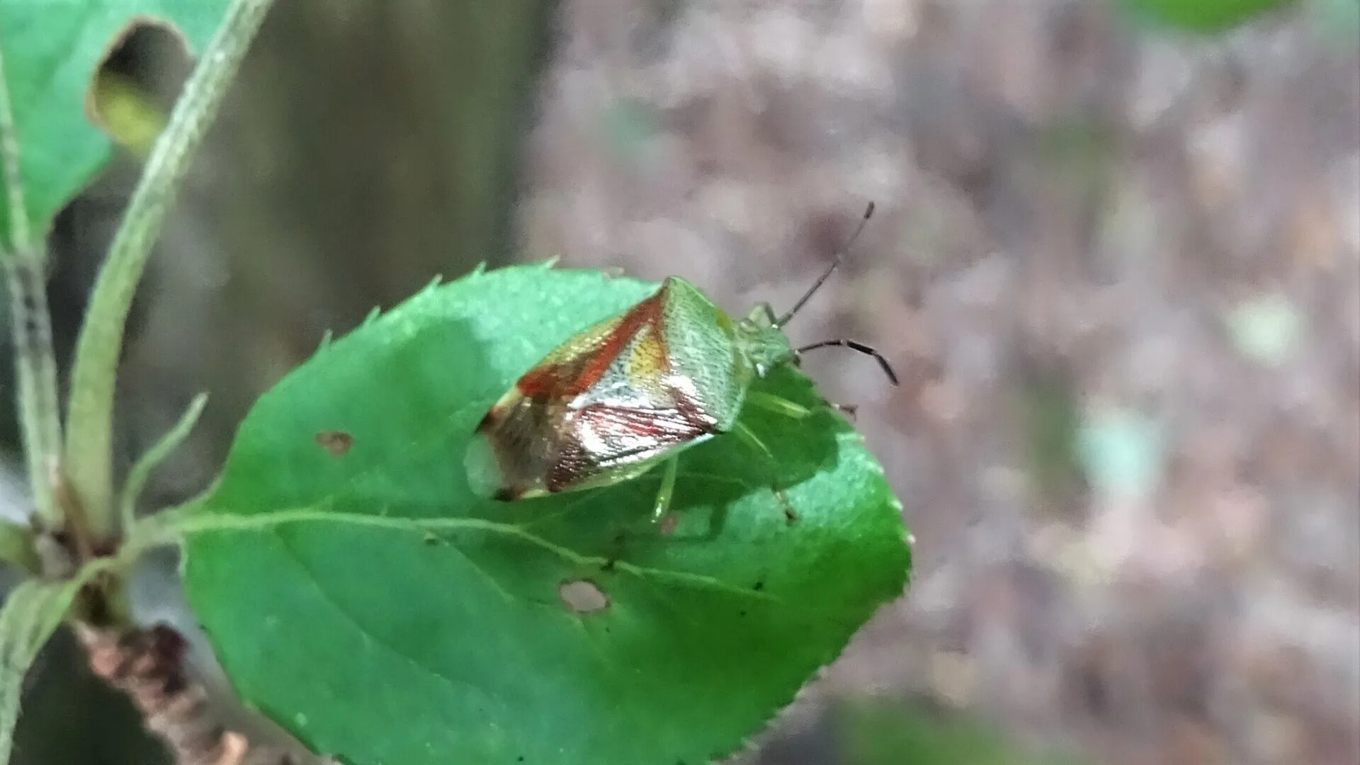 Birch Shieldbug
Elasmostethus interstinctus
