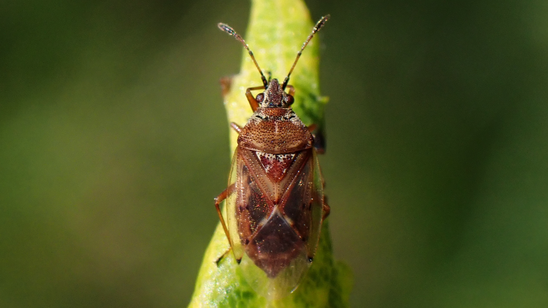 Birch Catkin Bug