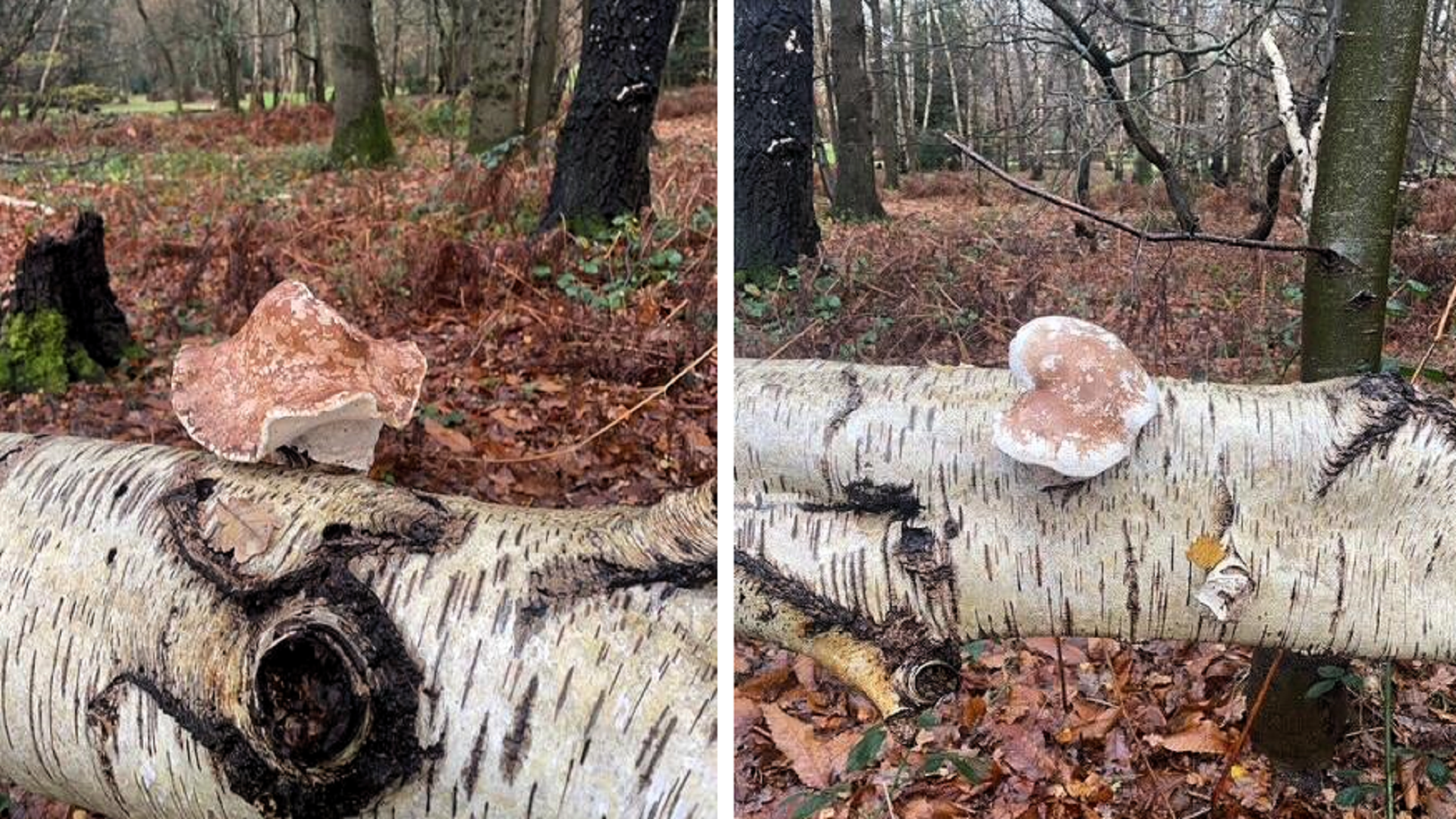 Birch Polypore