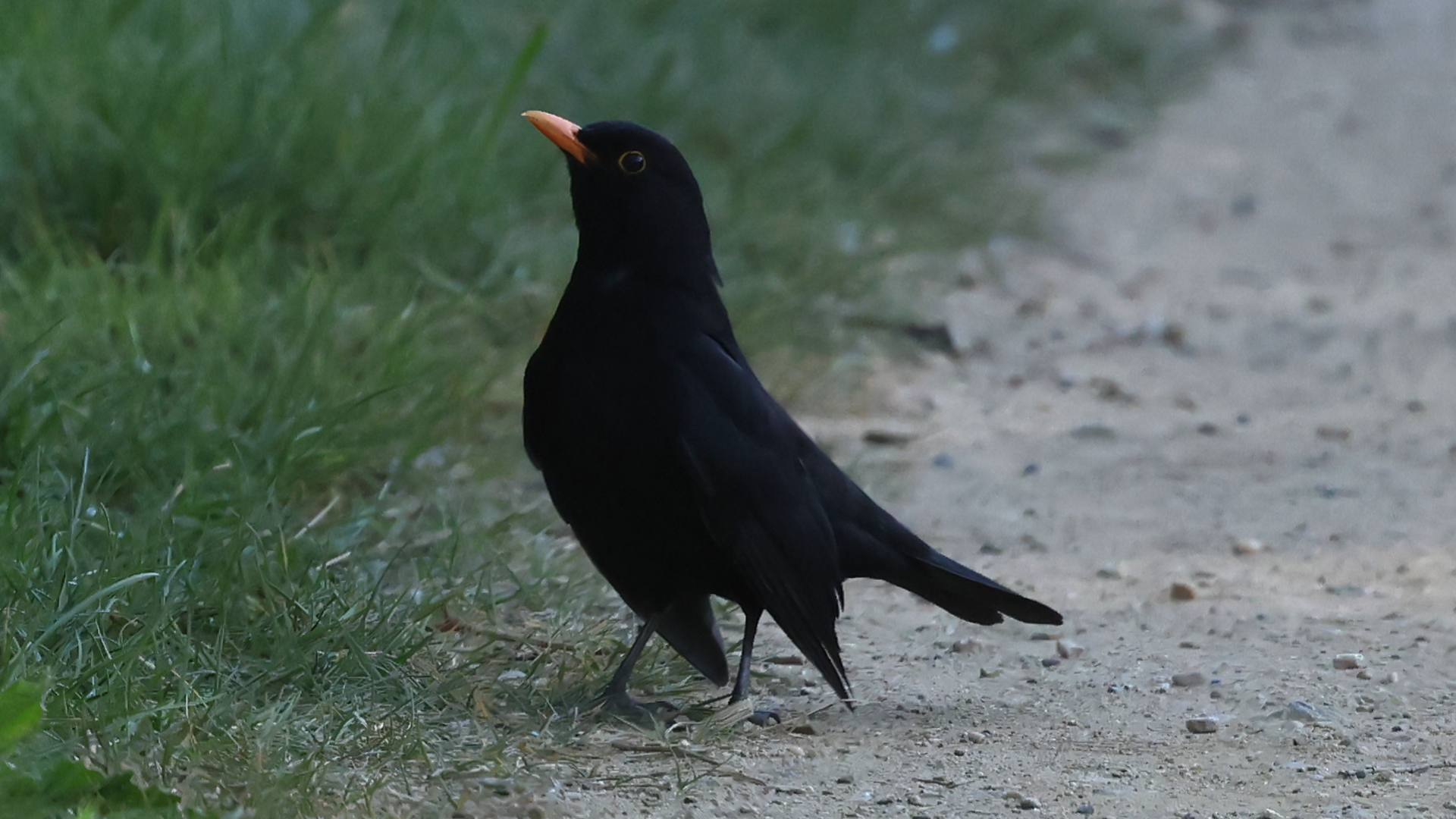 Blackbird
Turdus merula