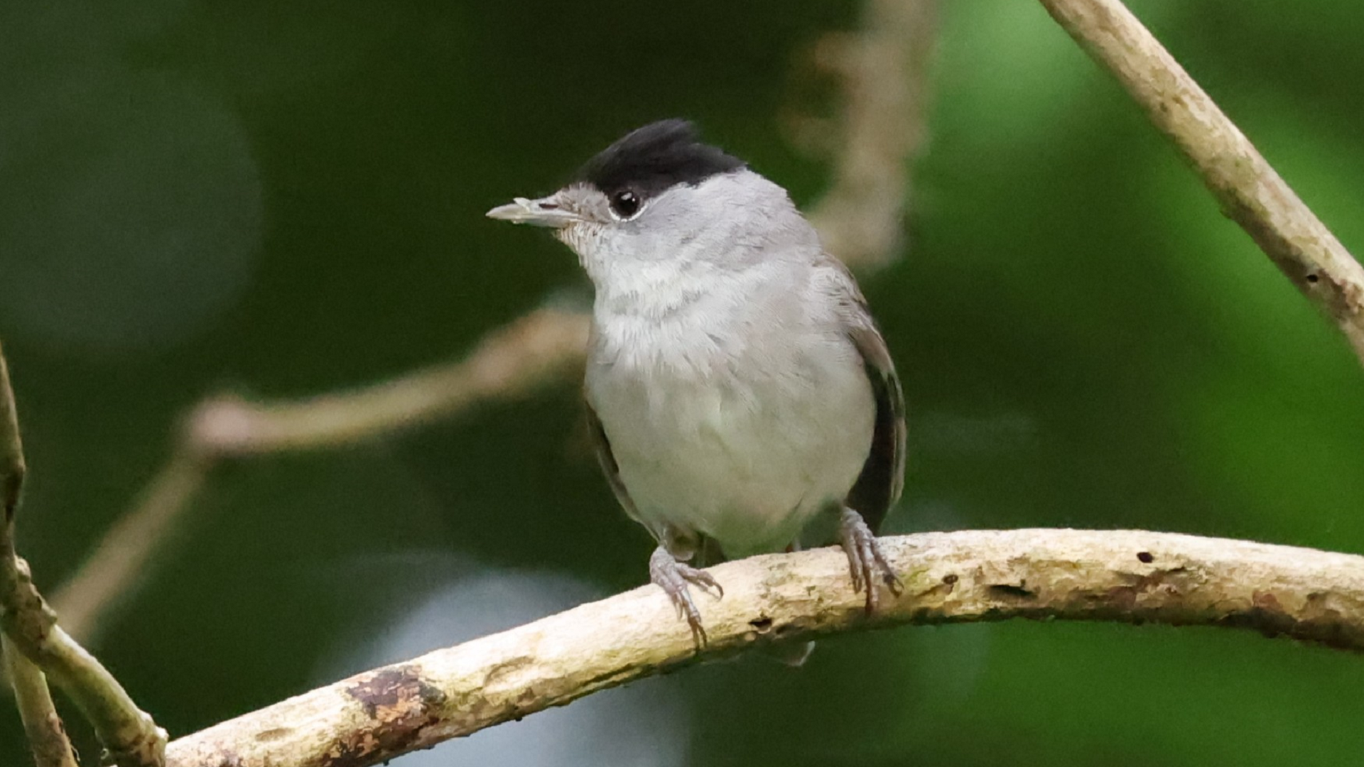 Blackcap
Sylvia atricapilla