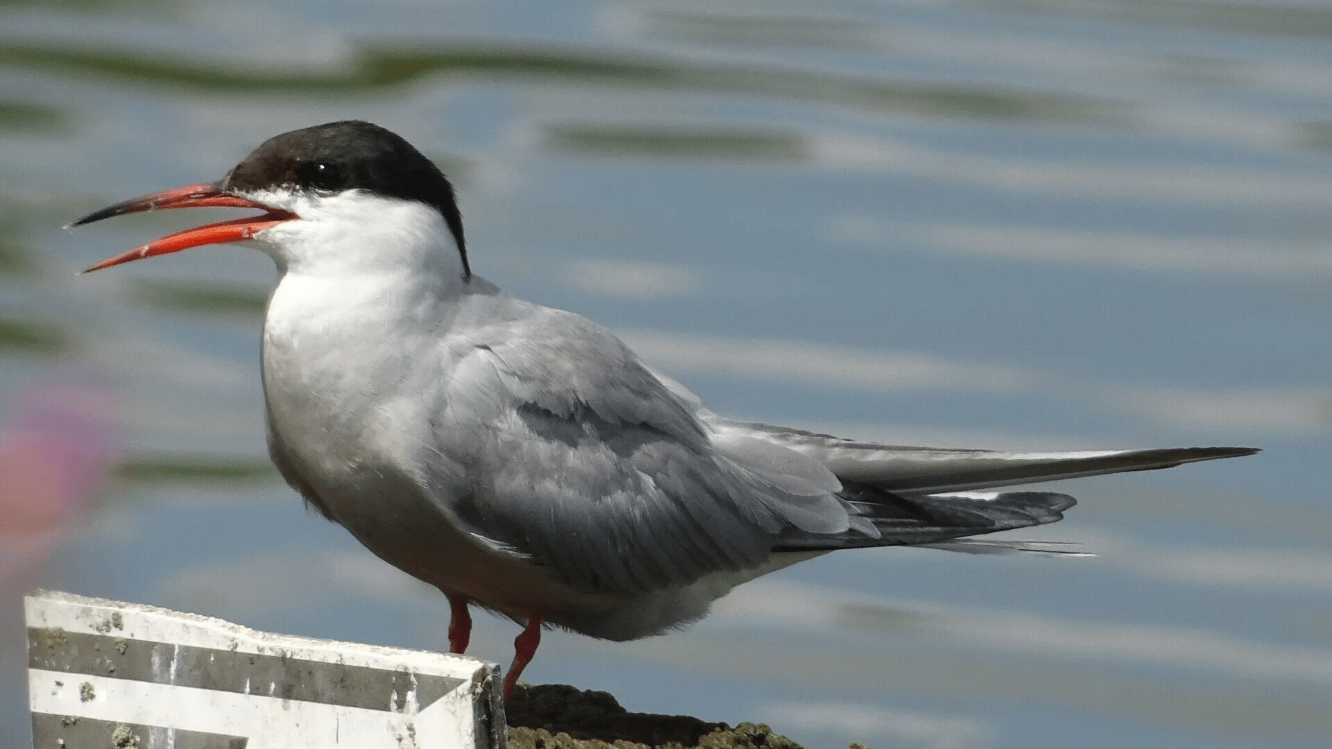 Common Tern