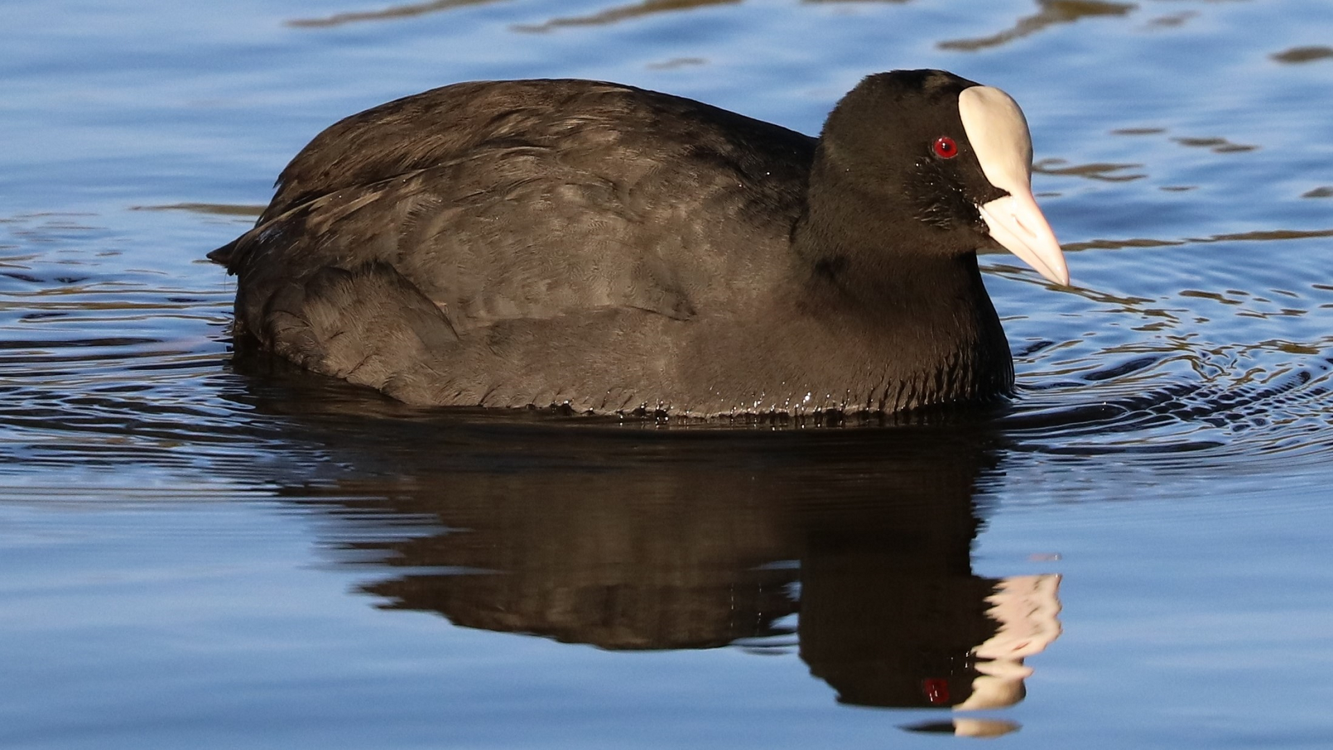 Coot