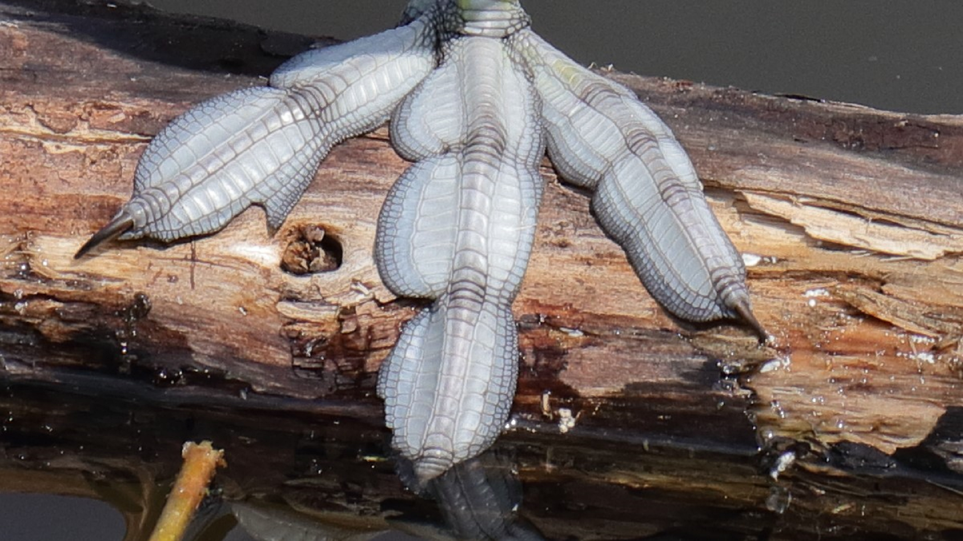 Fulica atra