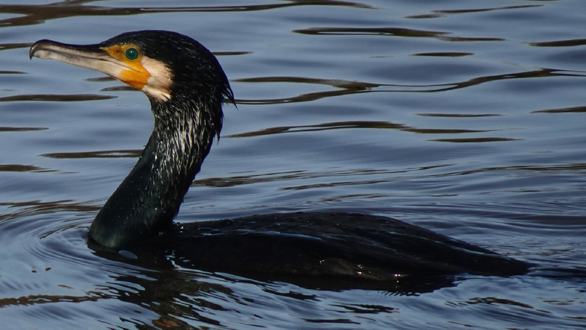 Cormorant