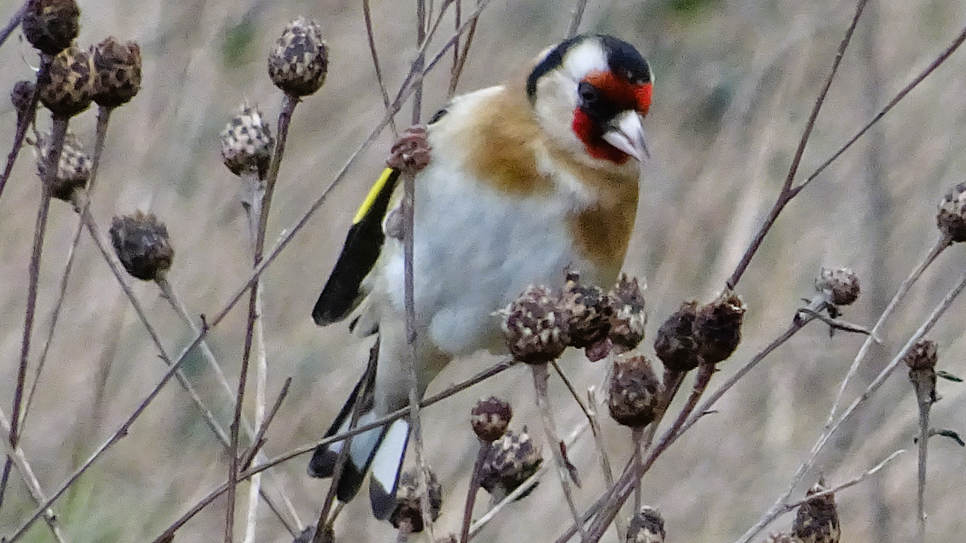 Goldfinch