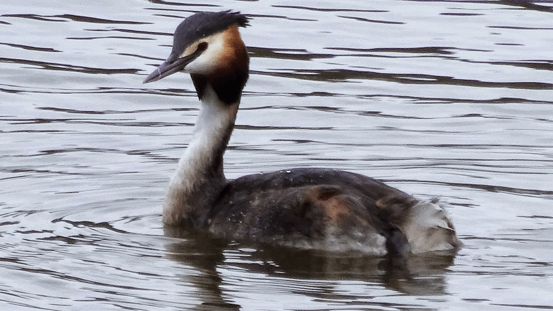 Great Crested Grebe