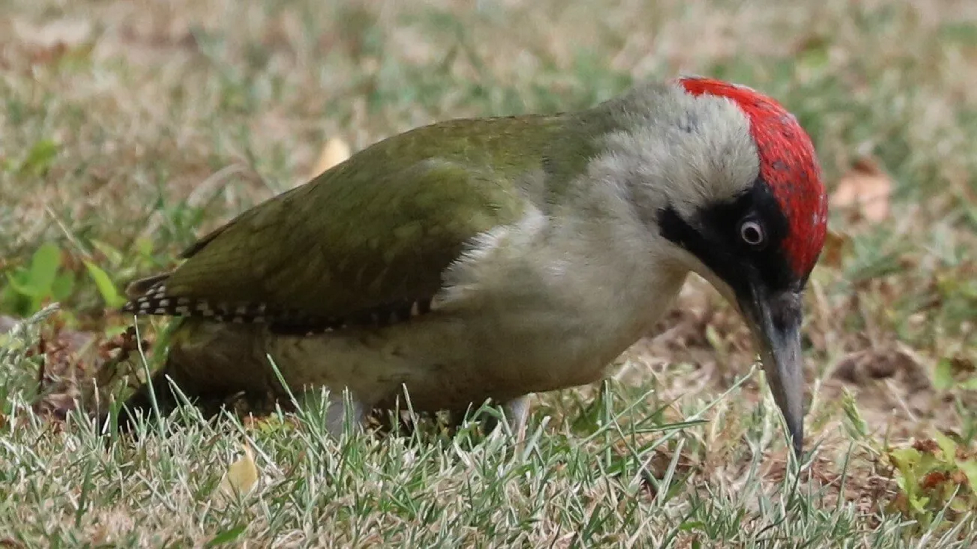 Green Woodpecker