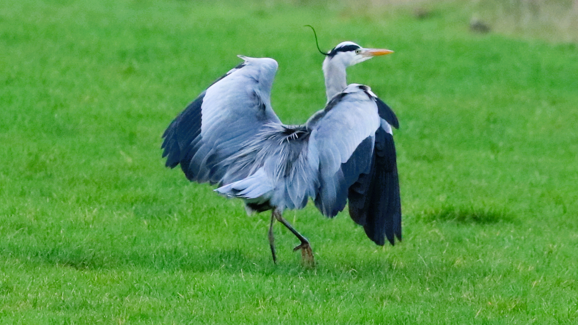Grey Heron