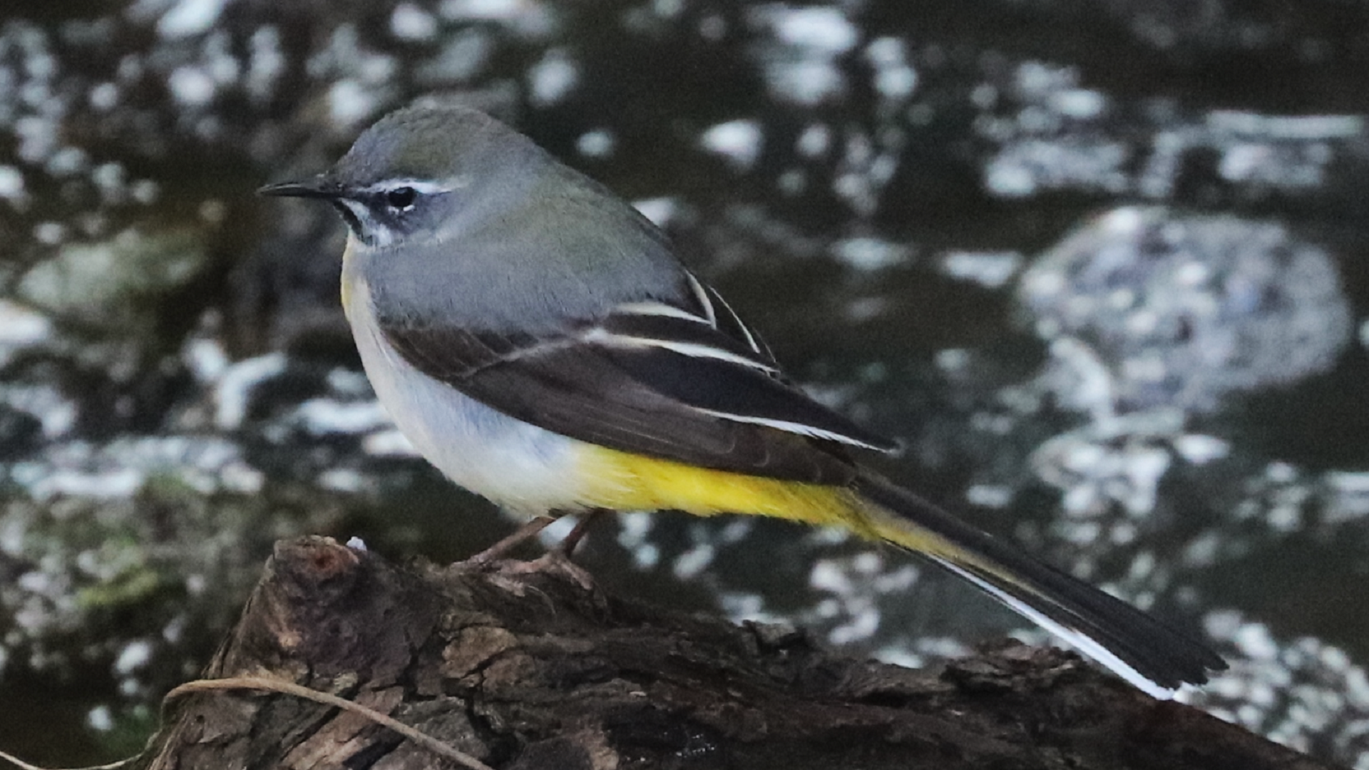 Grey Wagtail
