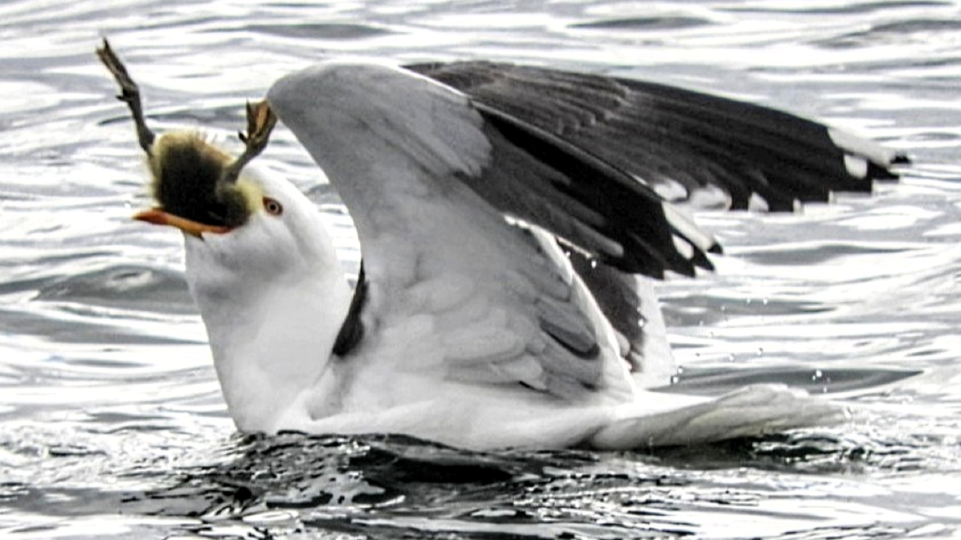 Lesser Black-backed Gull
Larus Fuscus