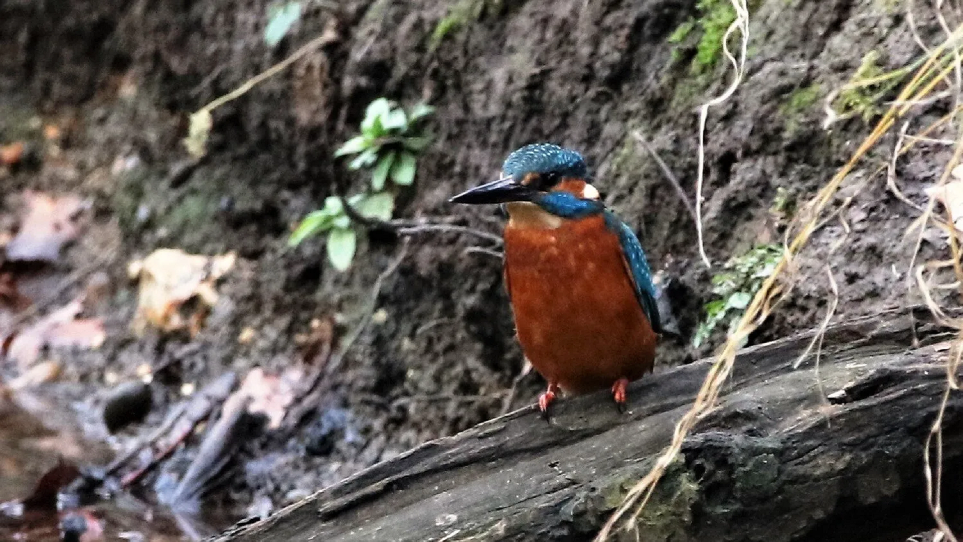 Kingfisher