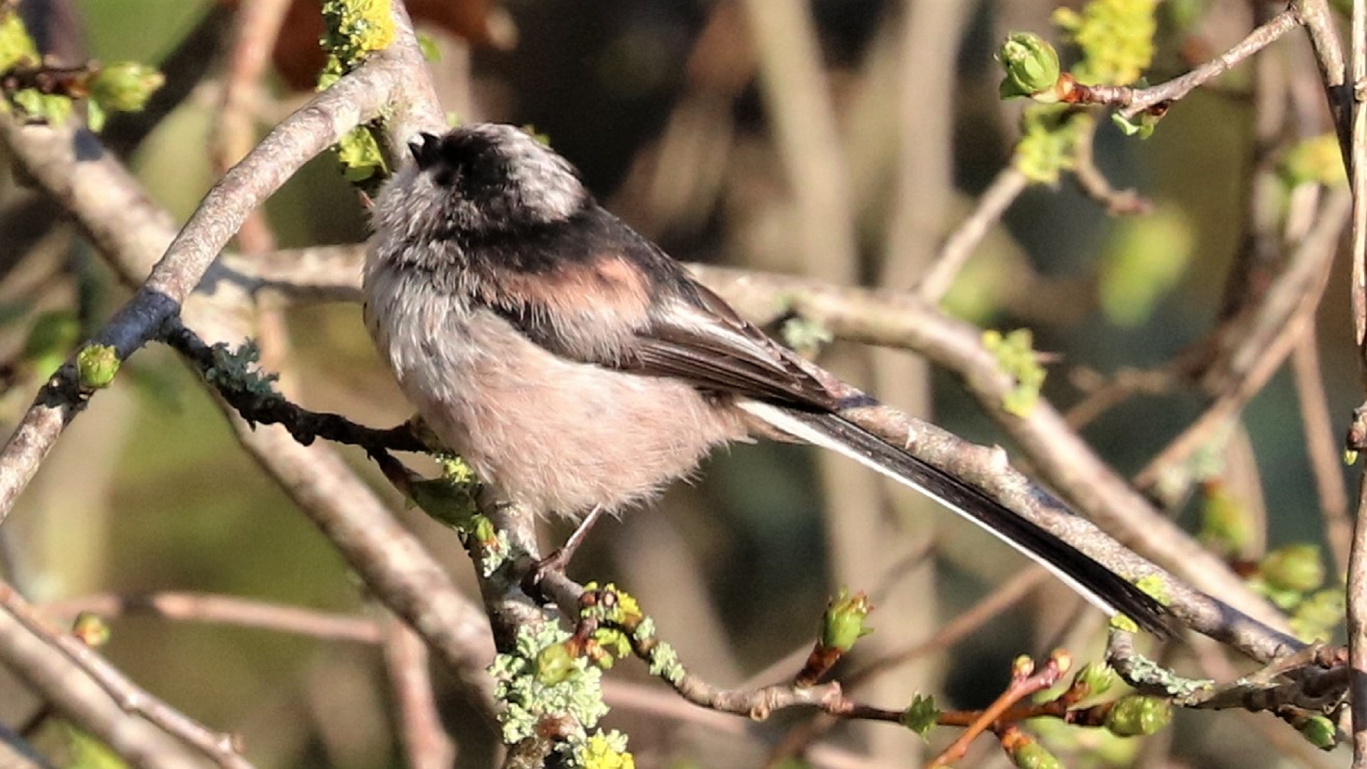 Long-tailed Tit