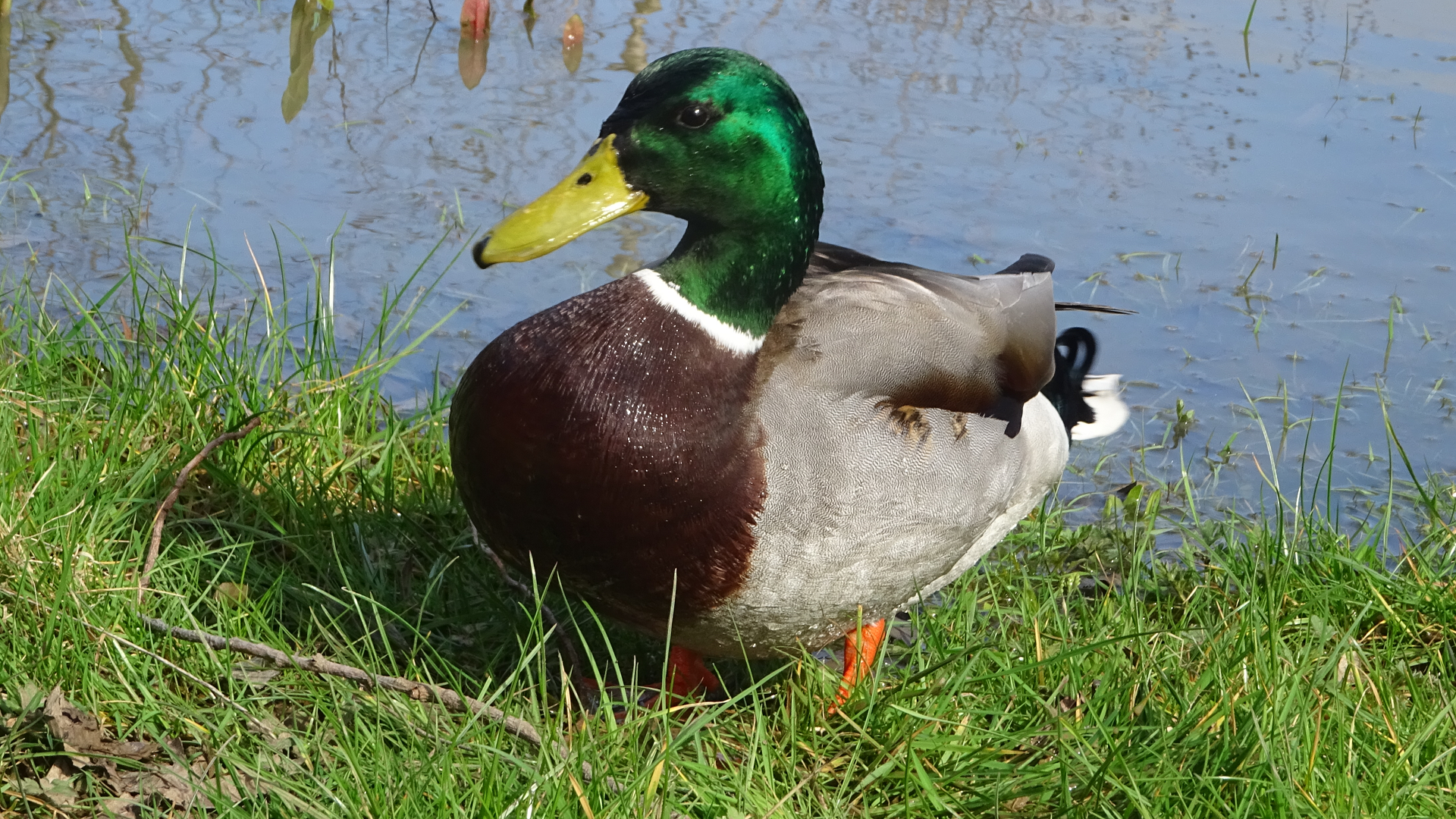 Mallard