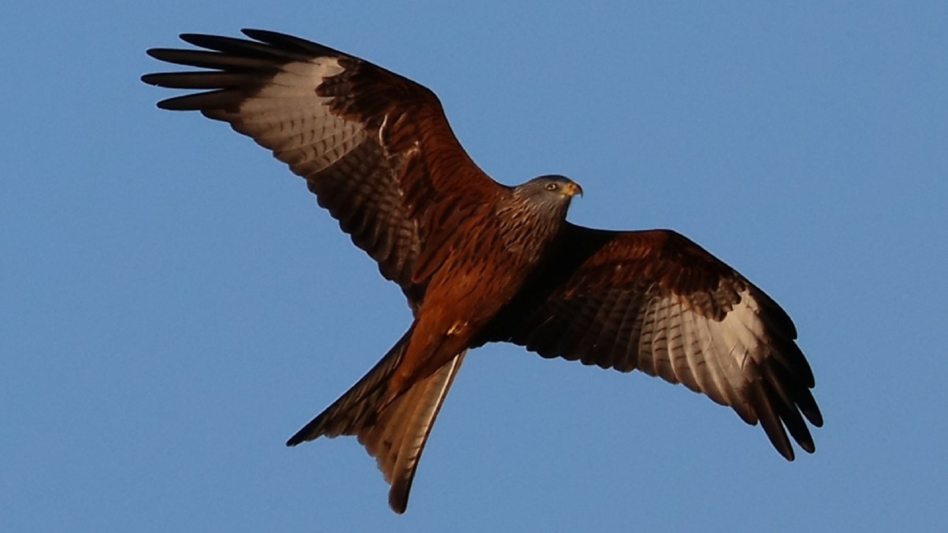 Red Kite