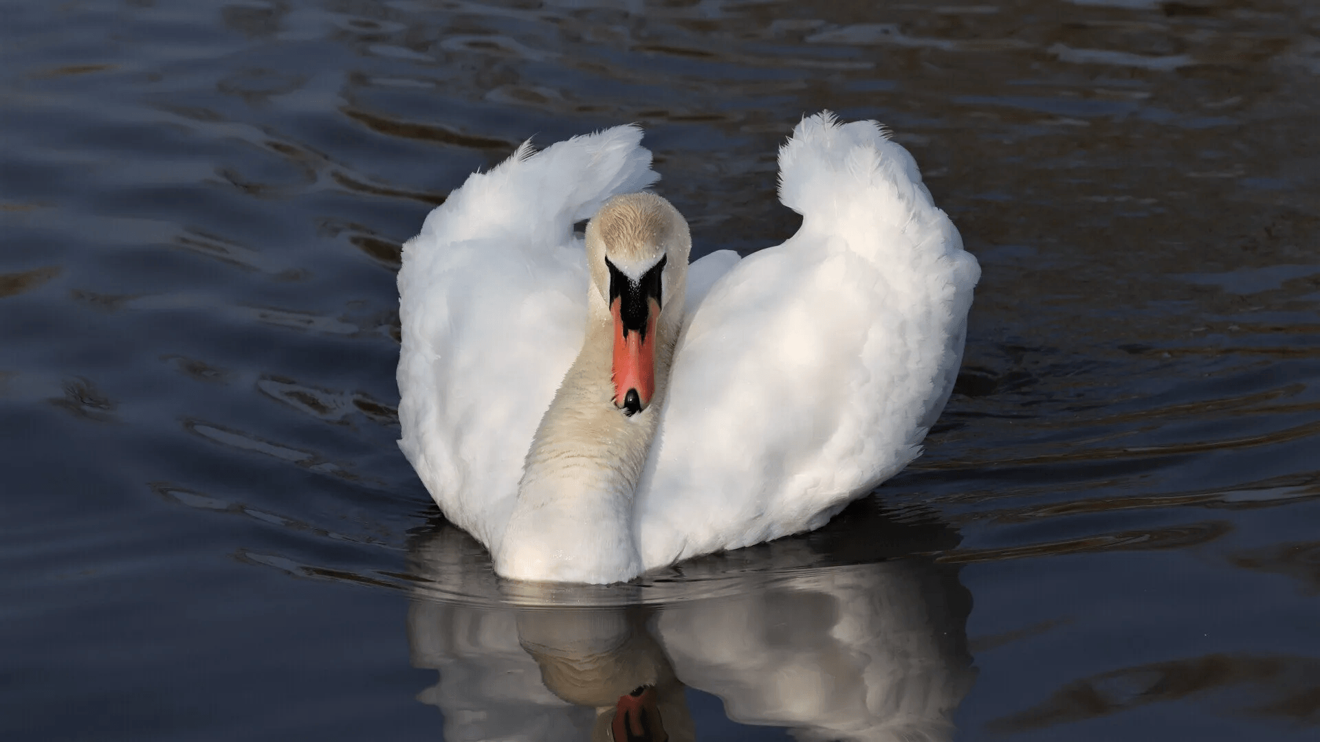 Mute Swan