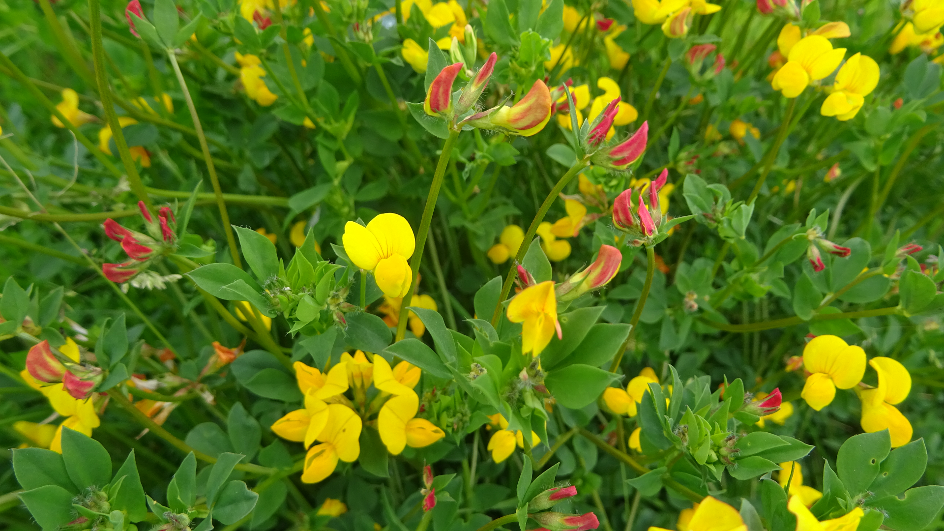 bird's-foot trefoil